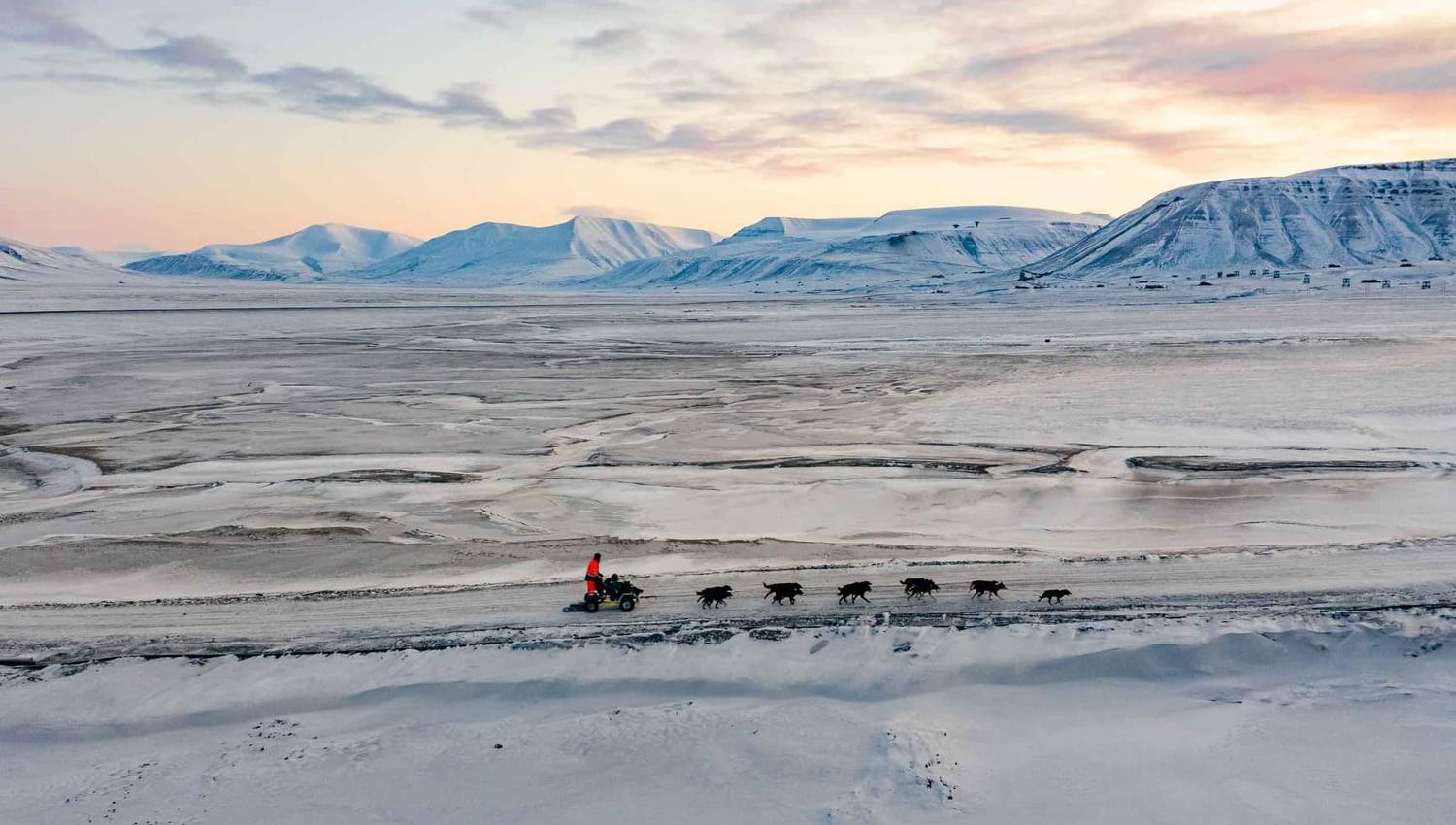 A dog wagon driving along a road in a frozen landscape