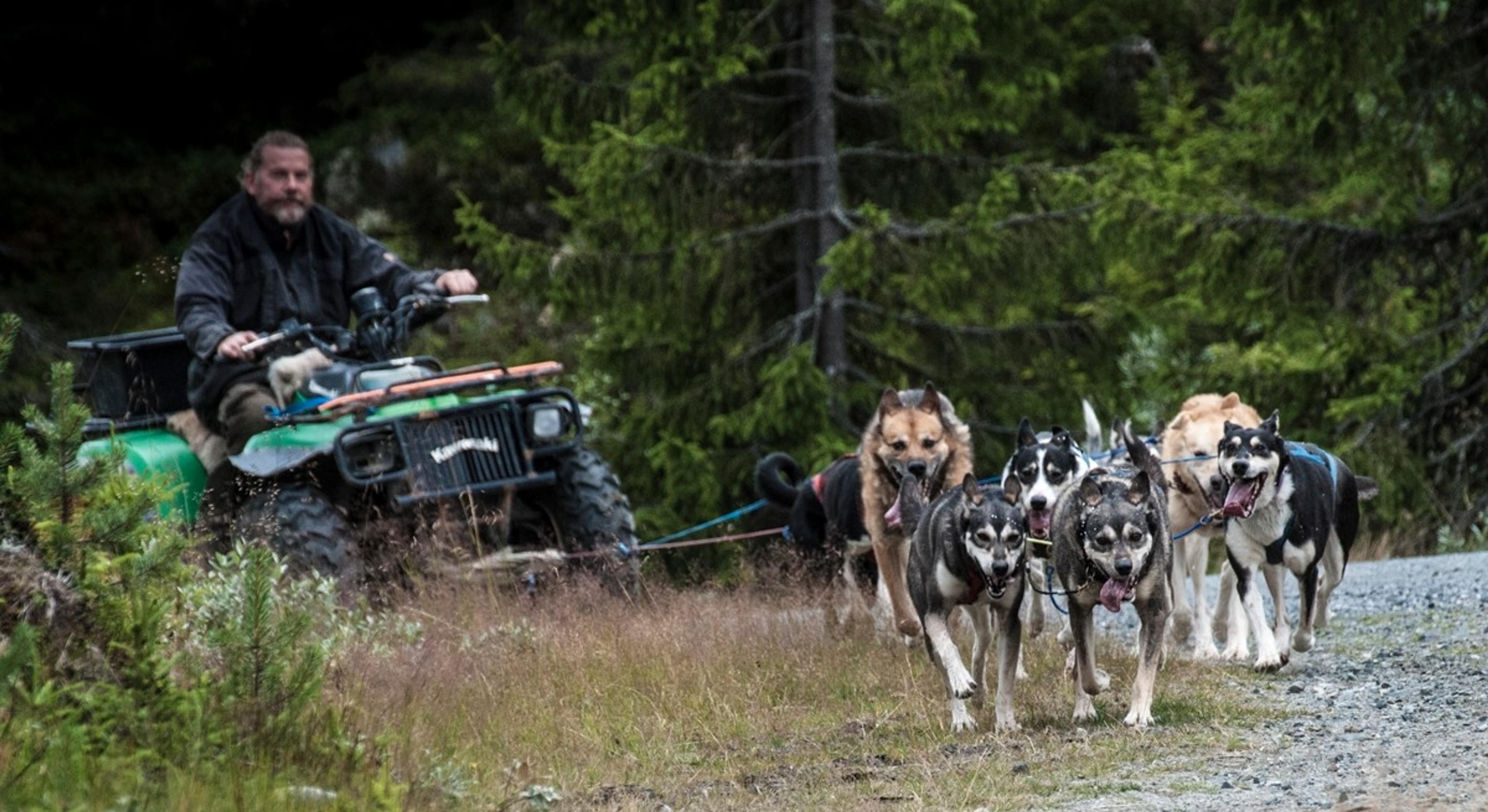 Dogs running in front of ATV