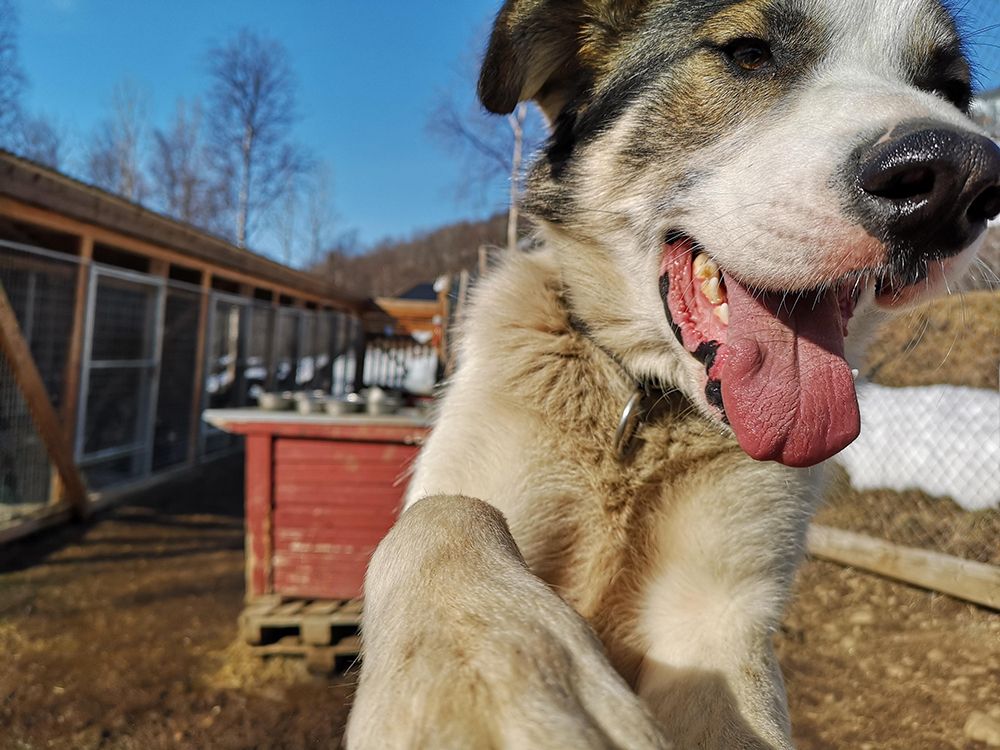 hund fra Telemark Husky
