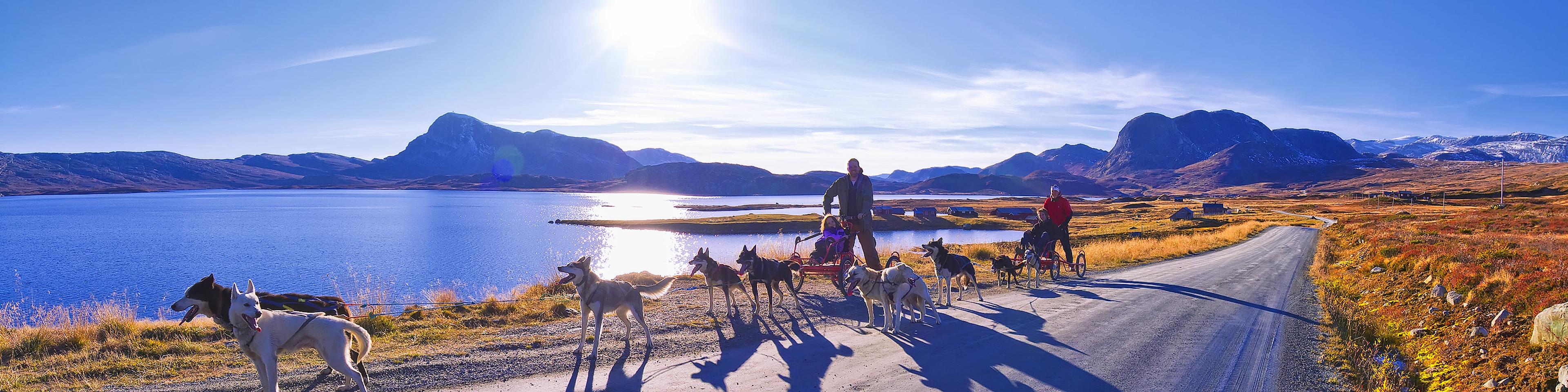 Hundekjøring på hjul