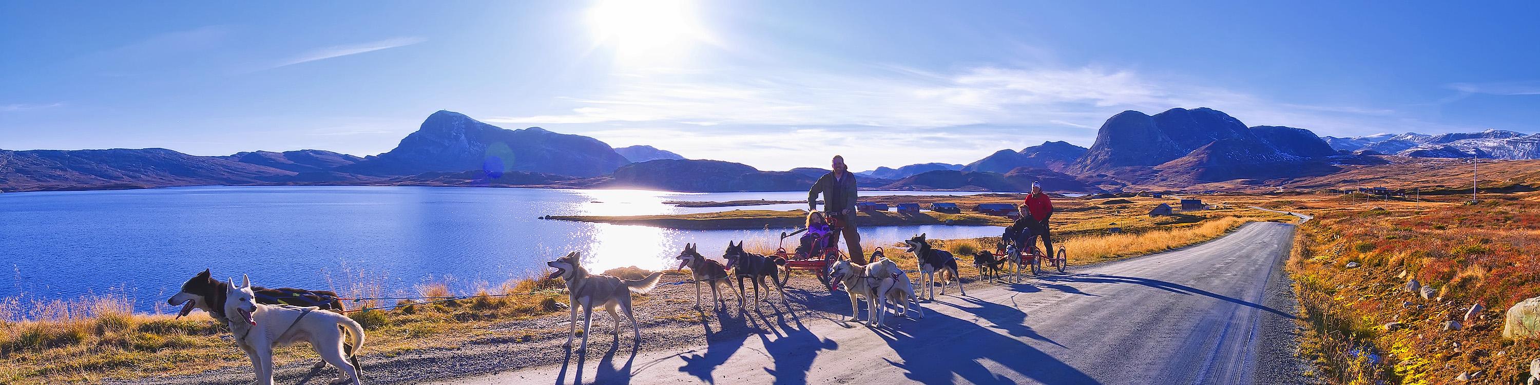 Hundekjøring på hjul