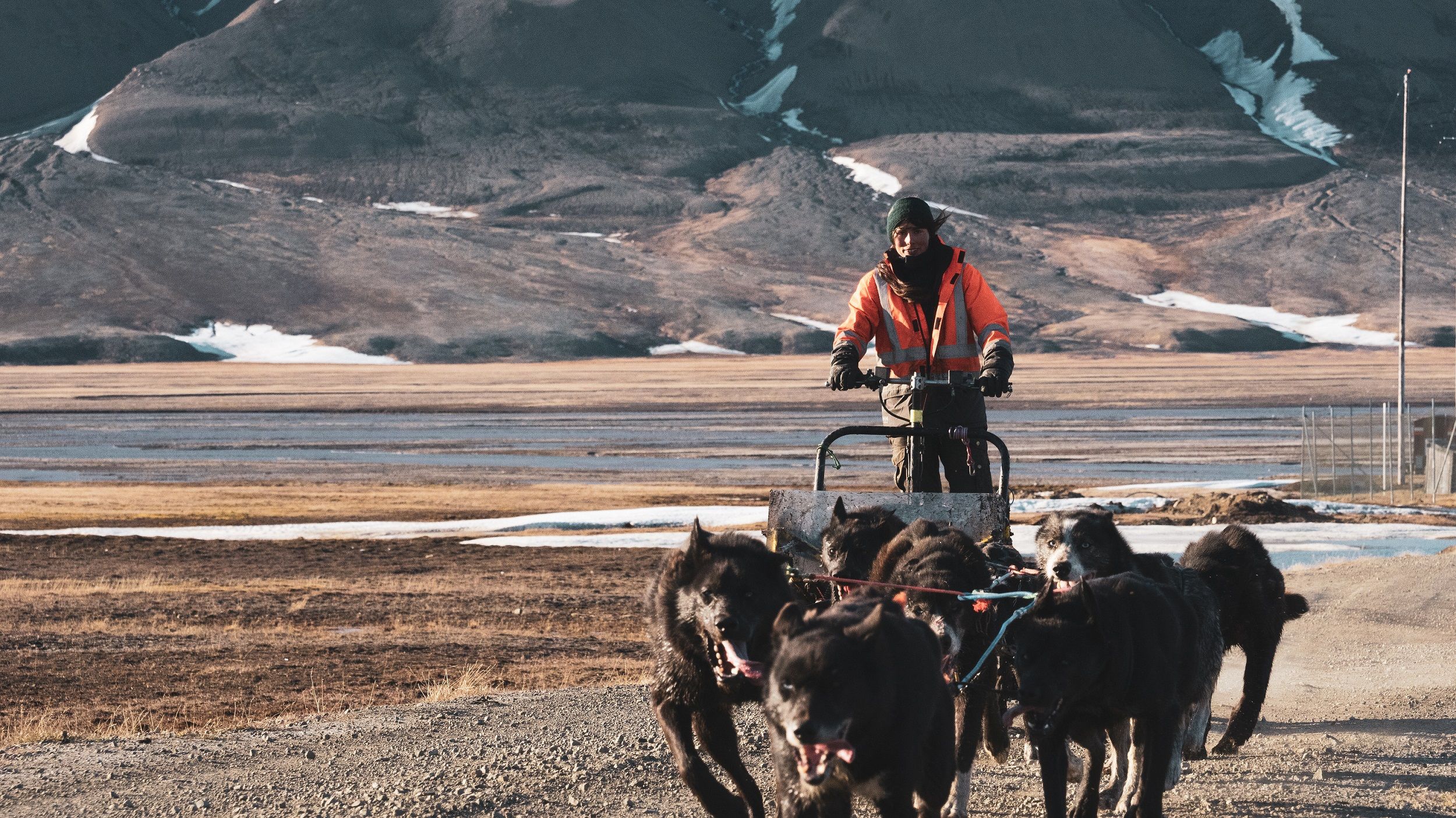 A guide driving a dog wagon along a road