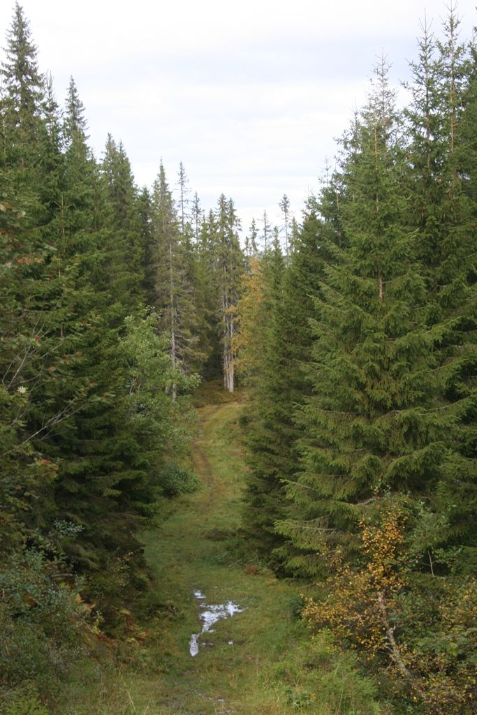 Stien opp til Marsteinvola