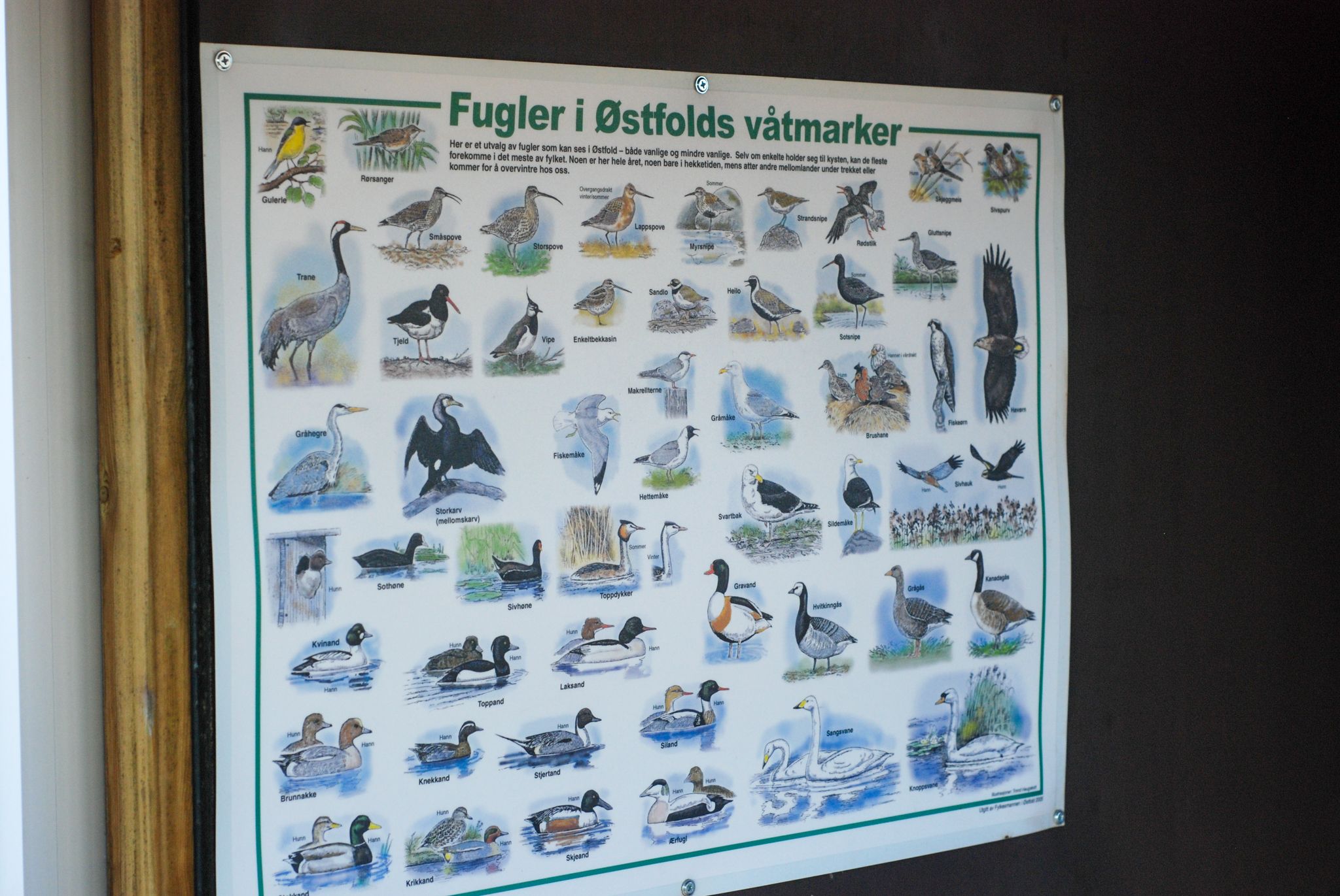 Overlook of birds in Østfold 