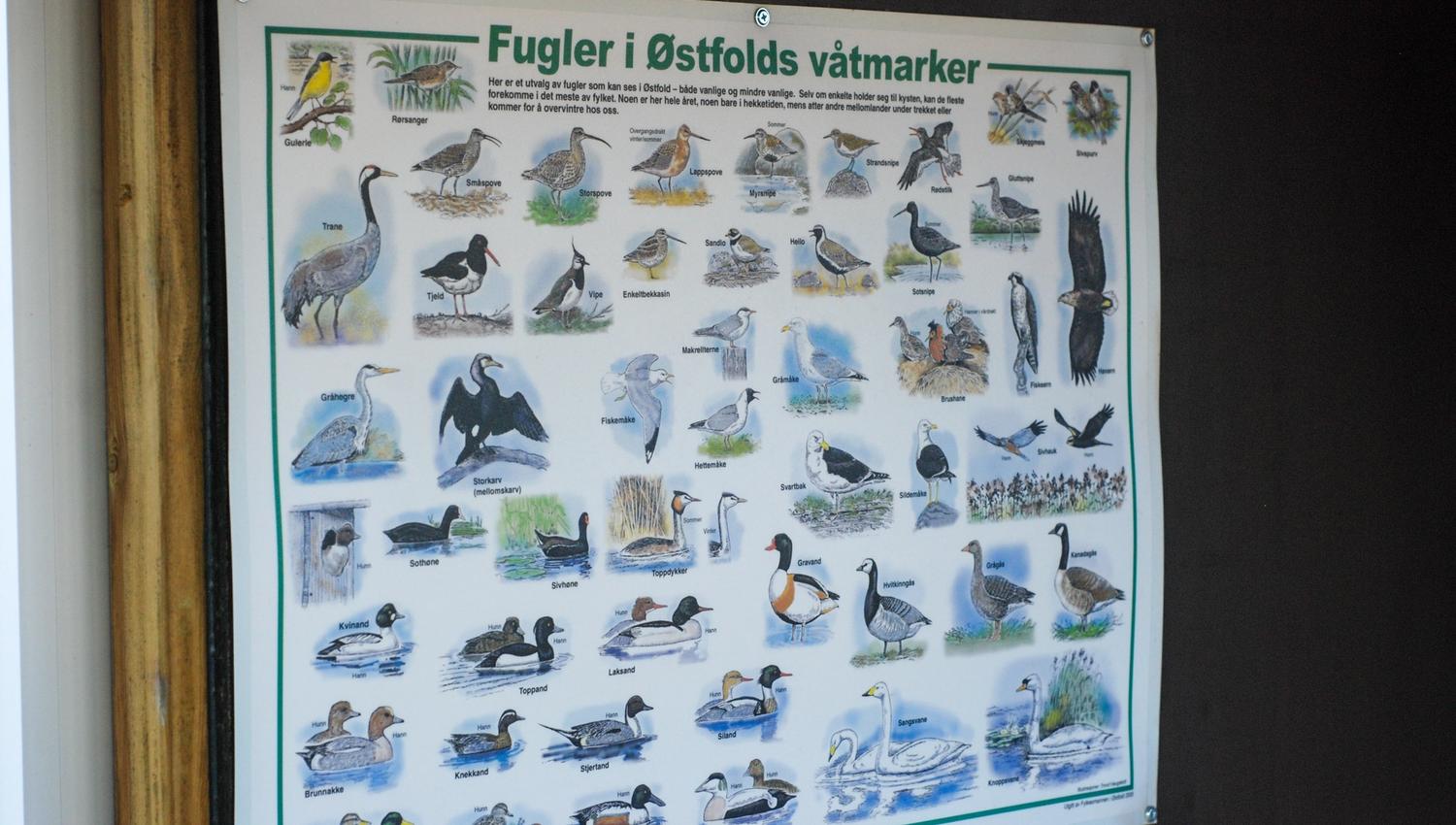 Overlook of birds in Østfold