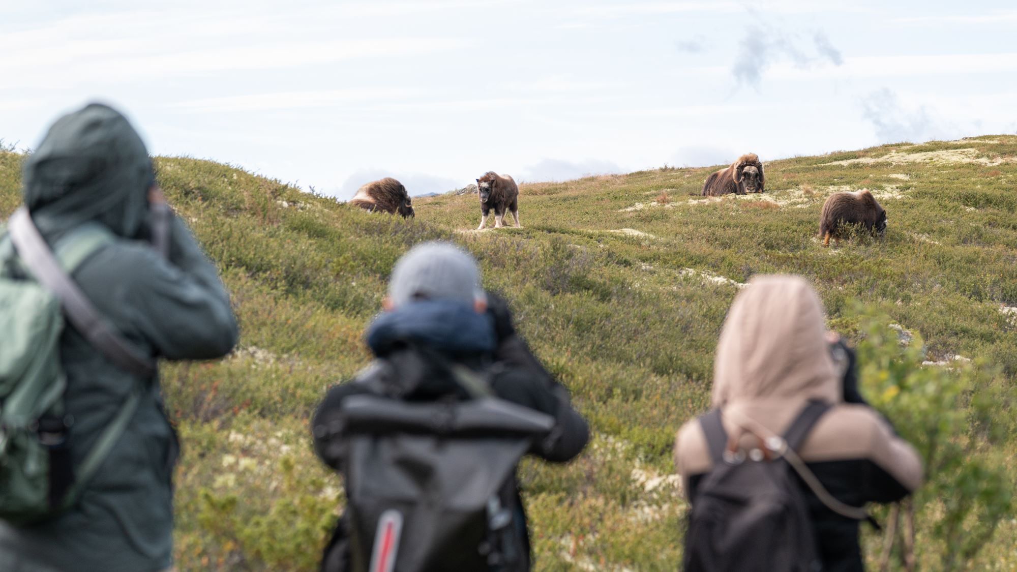 Moskussafari