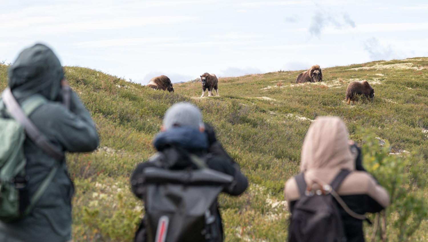Moskussafari
