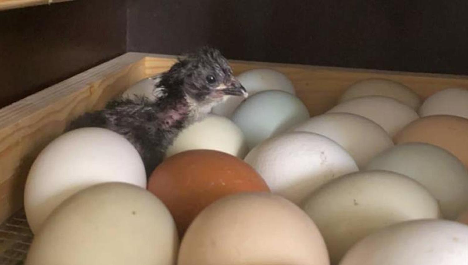 Egg og kylling