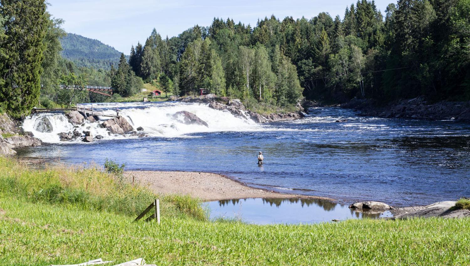 Grønn plen, grønn skog, blått vann i elva, foss