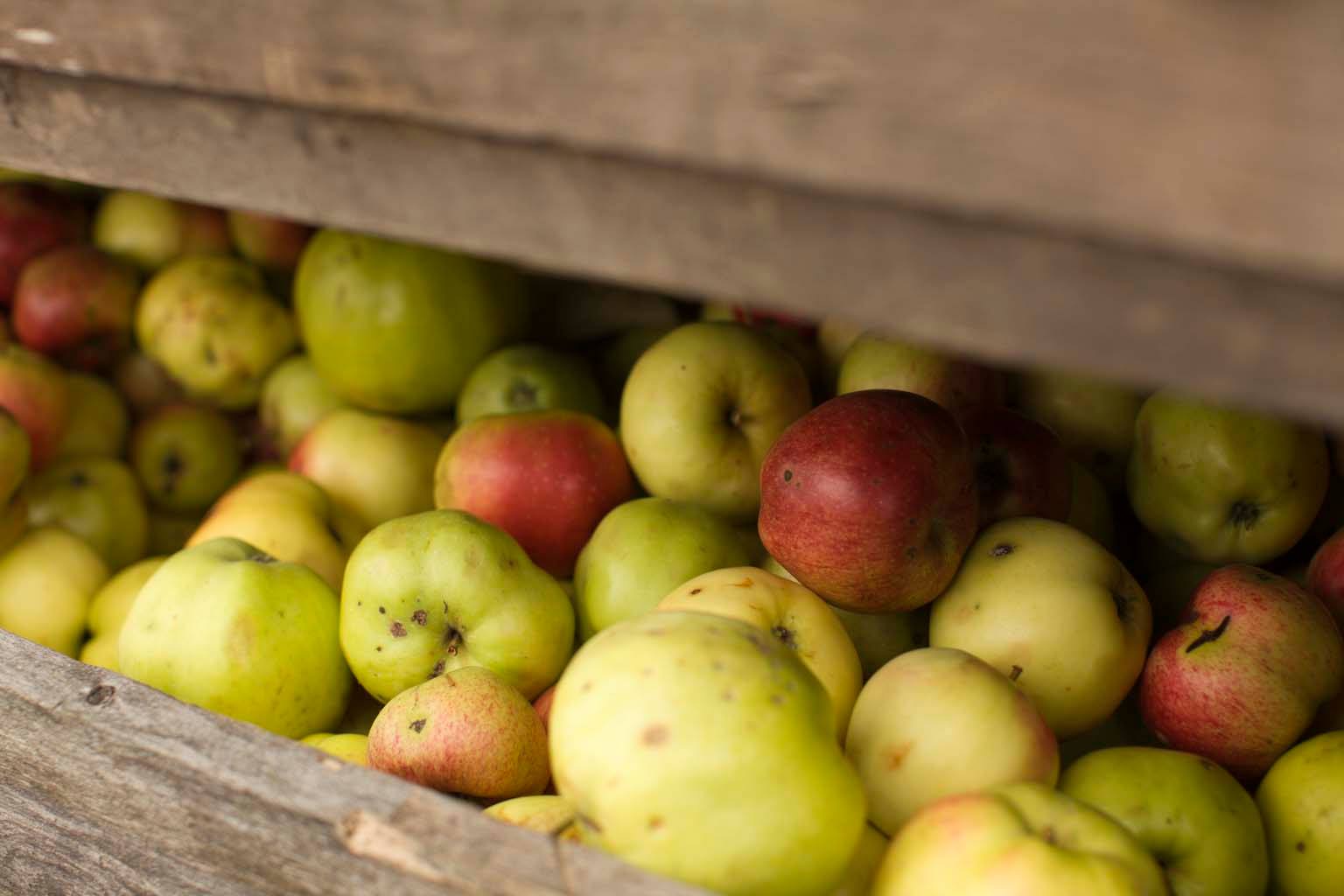 En trekasse er fylt med epler i ulike nyanser av grønt, gult og rødt. Noen epler har små flekker, og helheten gir et naturlig og autentisk preg, som ved høsting rett fra frukthagen.