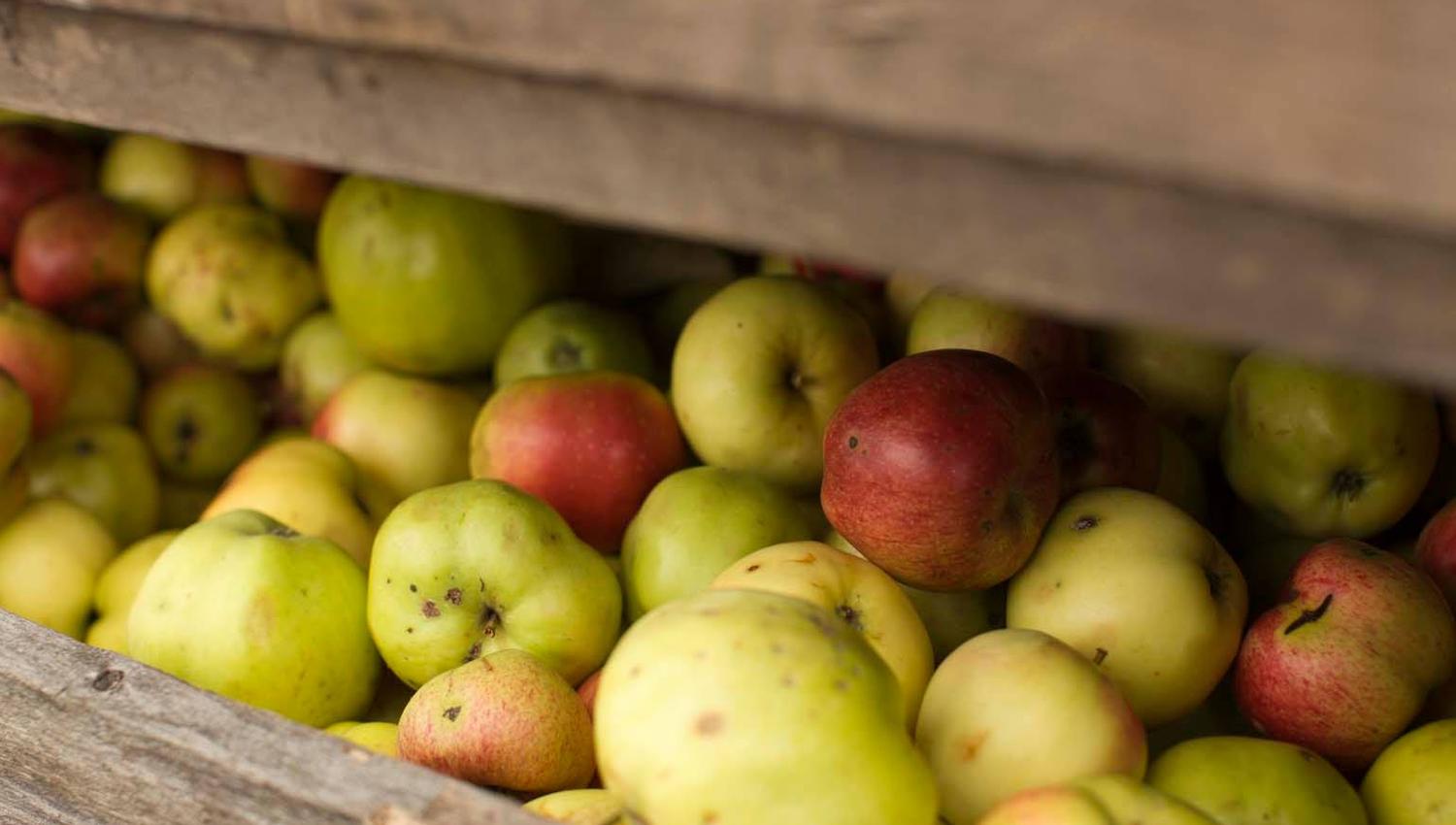 En trekasse er fylt med epler i ulike nyanser av grønt, gult og rødt. Noen epler har små flekker, og helheten gir et naturlig og autentisk preg, som ved høsting rett fra frukthagen.
