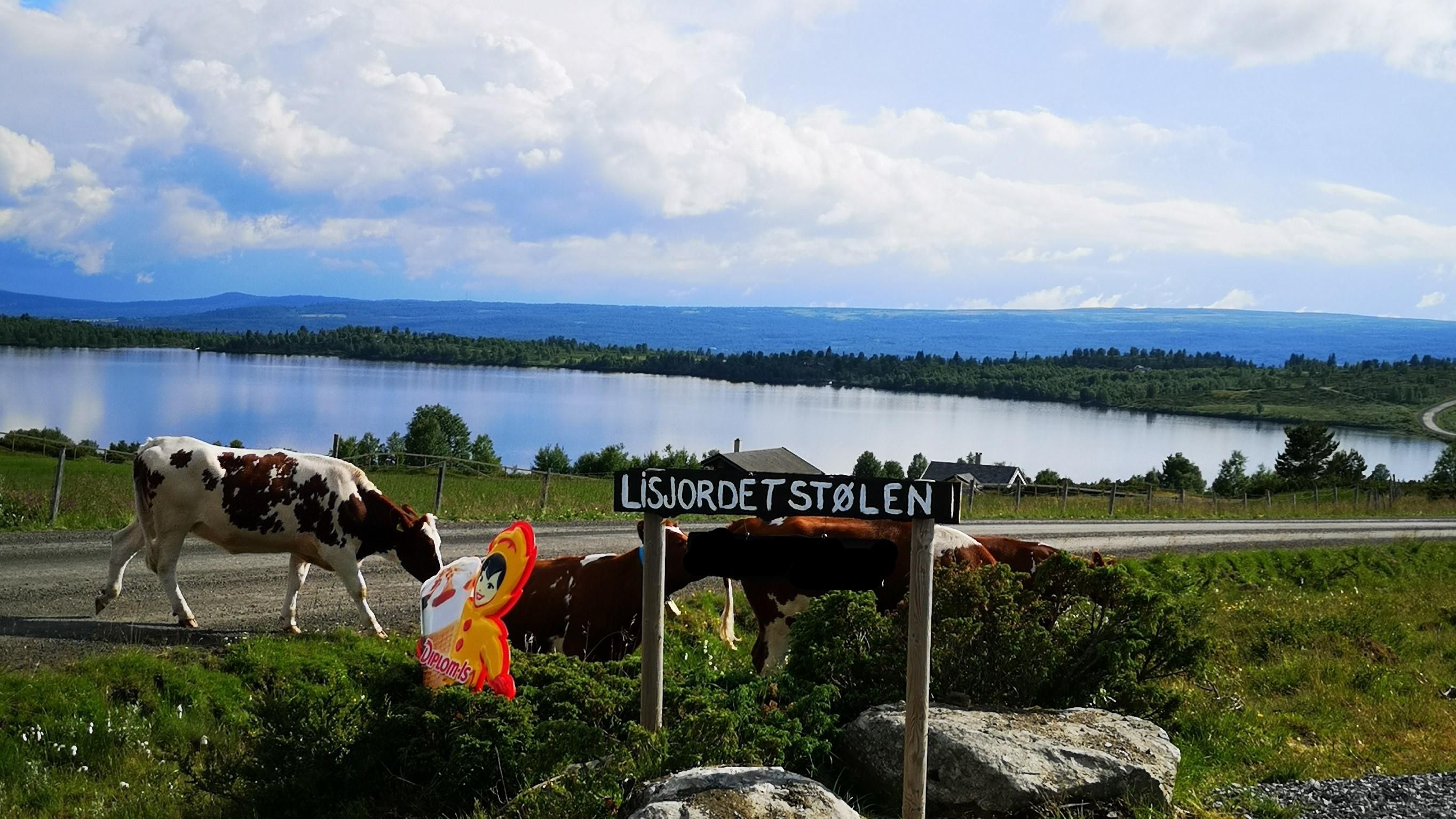 Frittgående kuer ved innkjørselen til Lisjordetstølen.