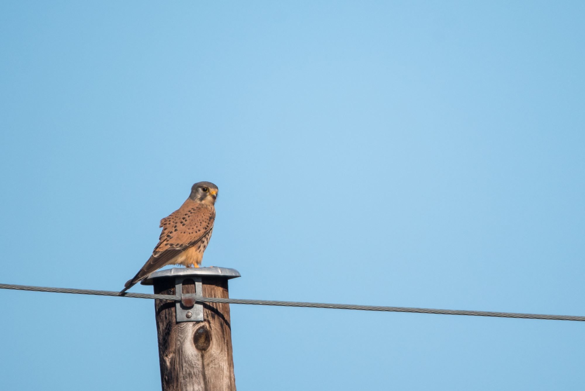 Bird watching with guide