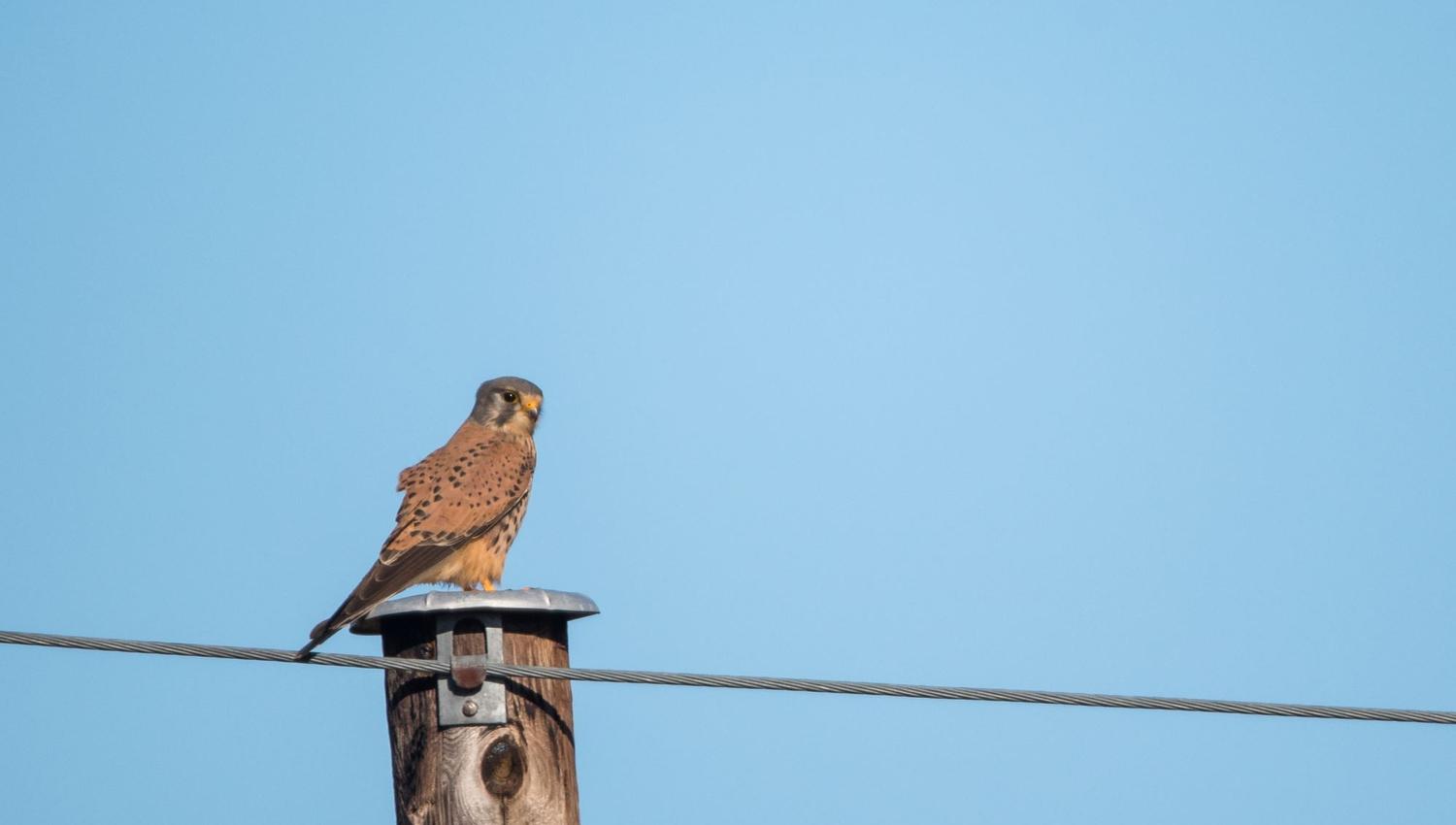 Bird watching with guide