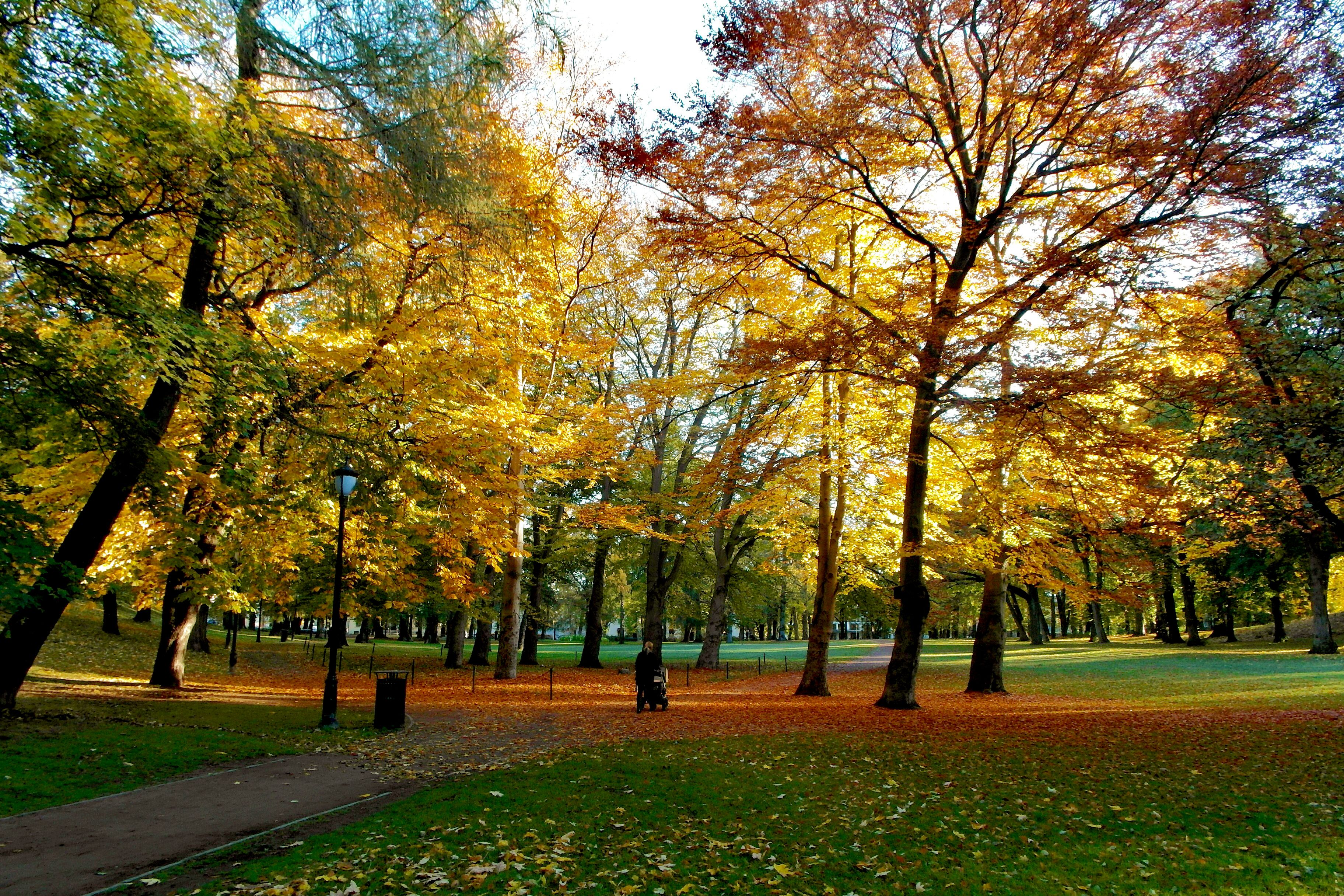 høstløv i slottsparken