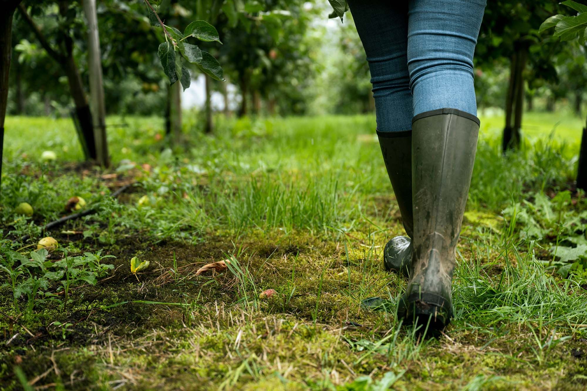2 bein i gummistøvler som går i eplehagen