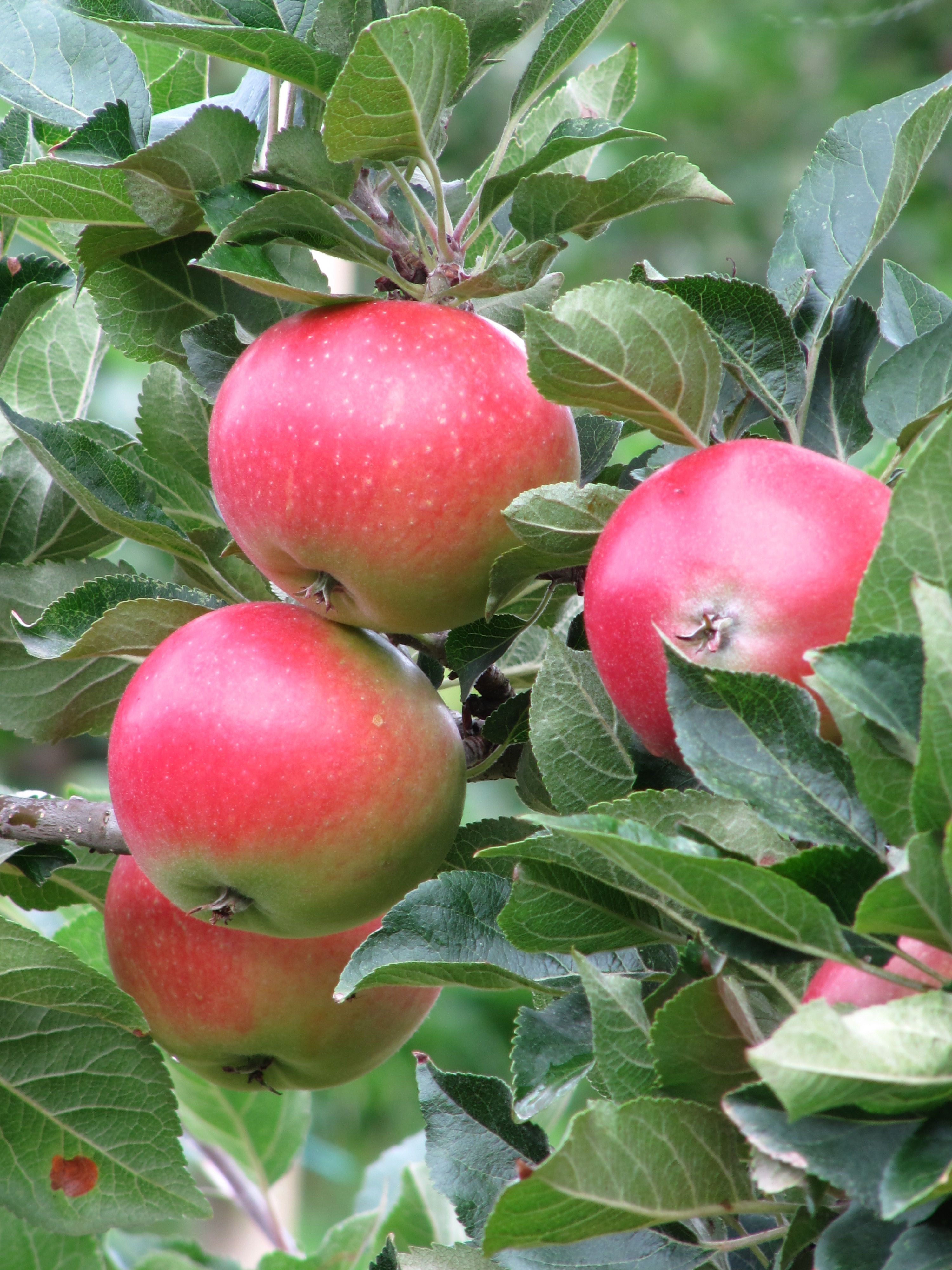 Saftige raude eple klare til hausting langs Fruktstien i Hardanger.