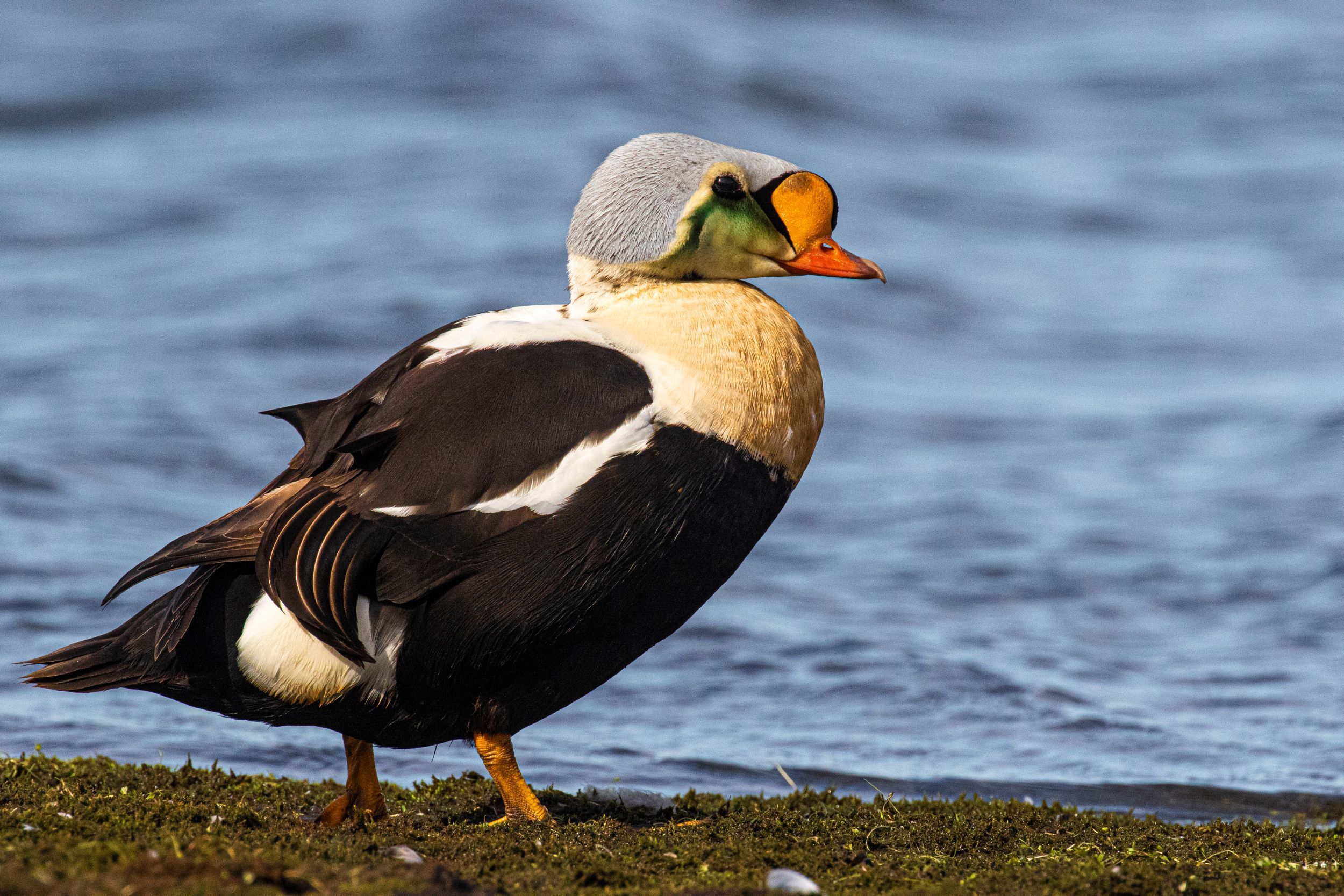 King eider standing on tundra near water.
