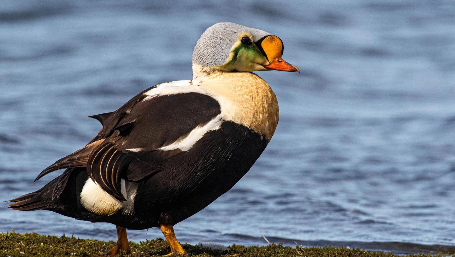 King eider standing on tundra near water.