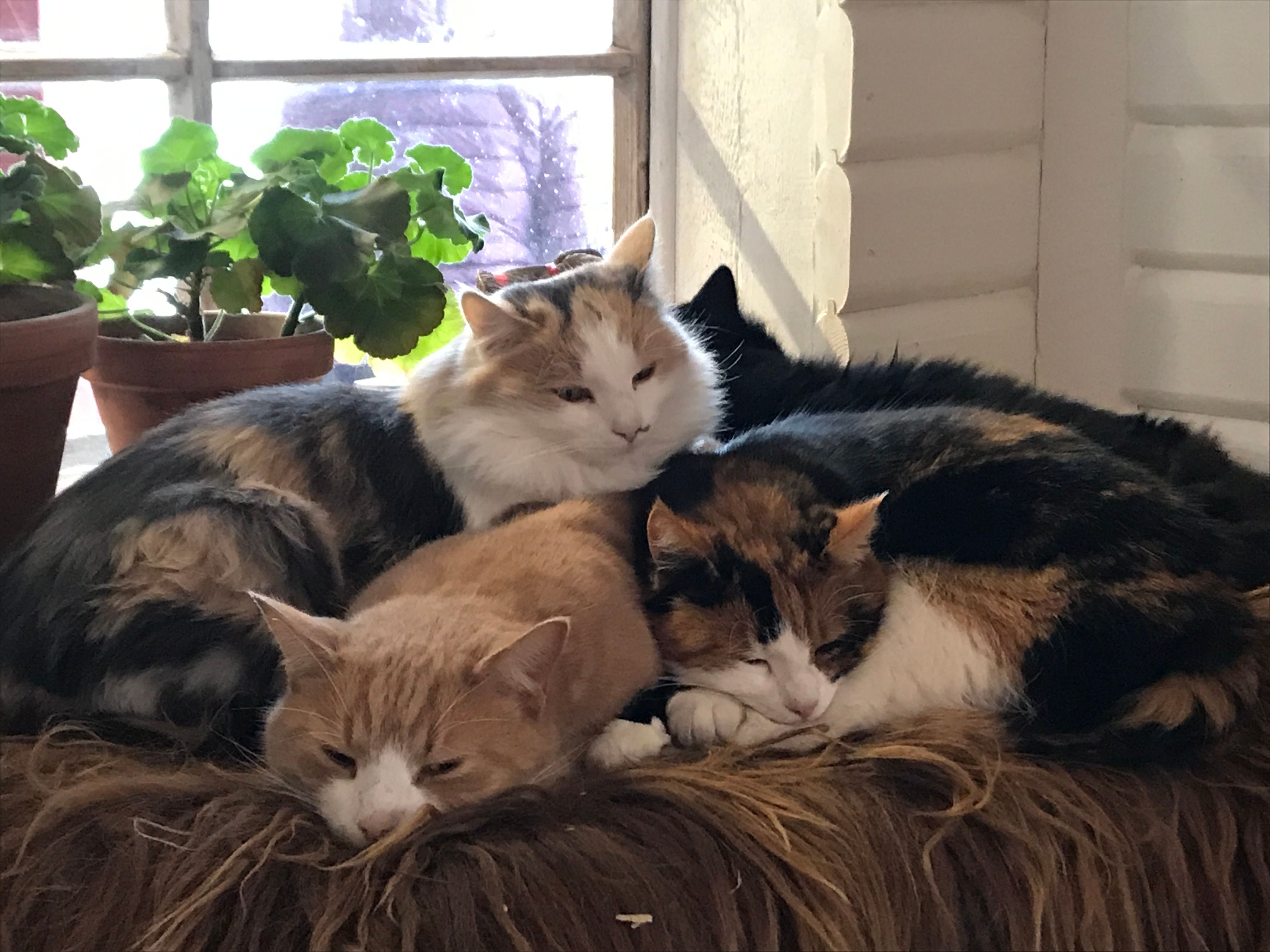 Kittens enjoying themselves together