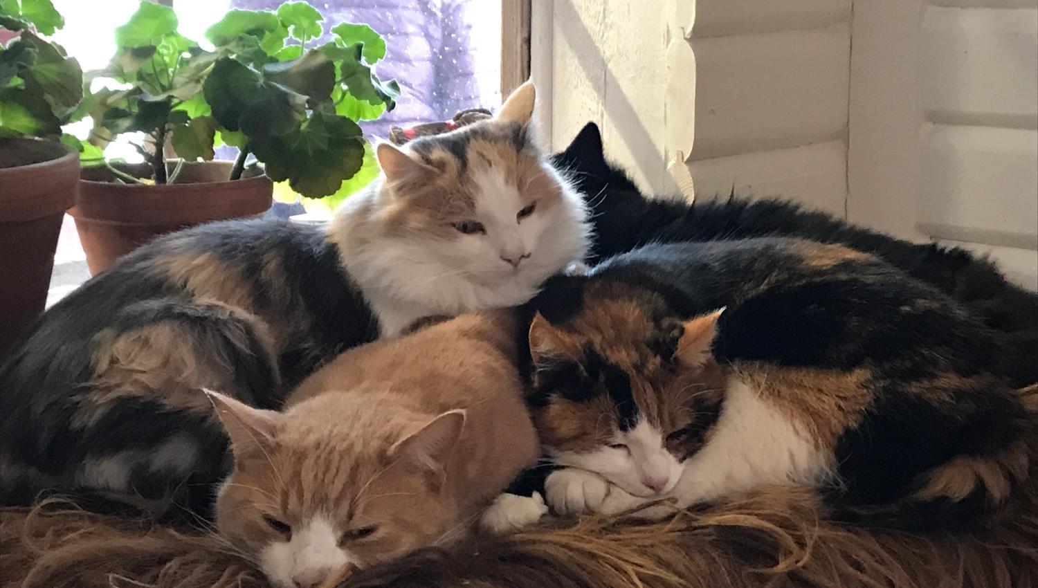Kittens enjoying themselves together