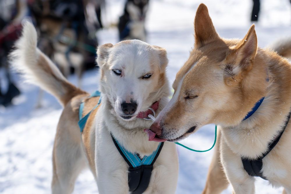 2 hunder fra Telemark Husky Tour