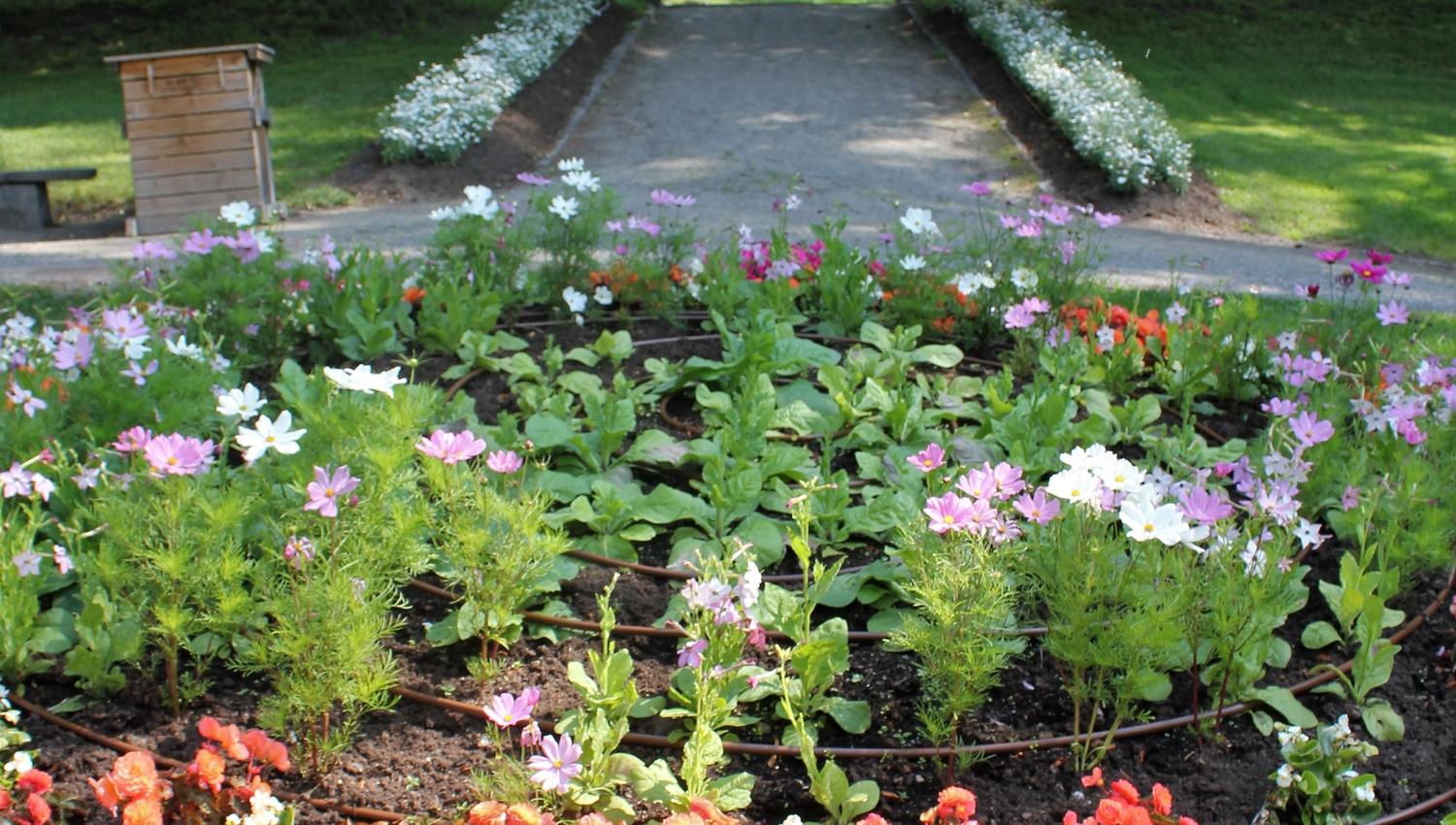 Fargerikt blomsterbed i forgrunnen med gangsti mellom trær og en bygning i bakgrunnen i en park..