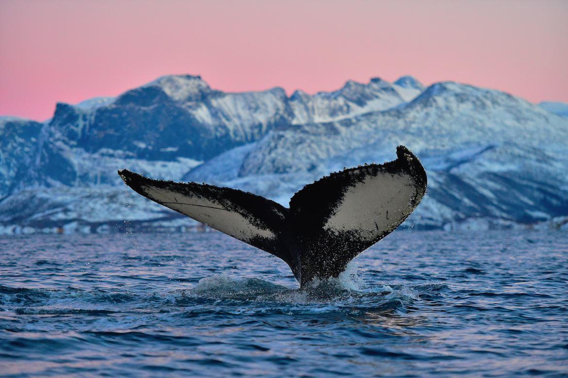 5 days New Year expedition with whale-safari, dogsledding and northern lights on Senja island