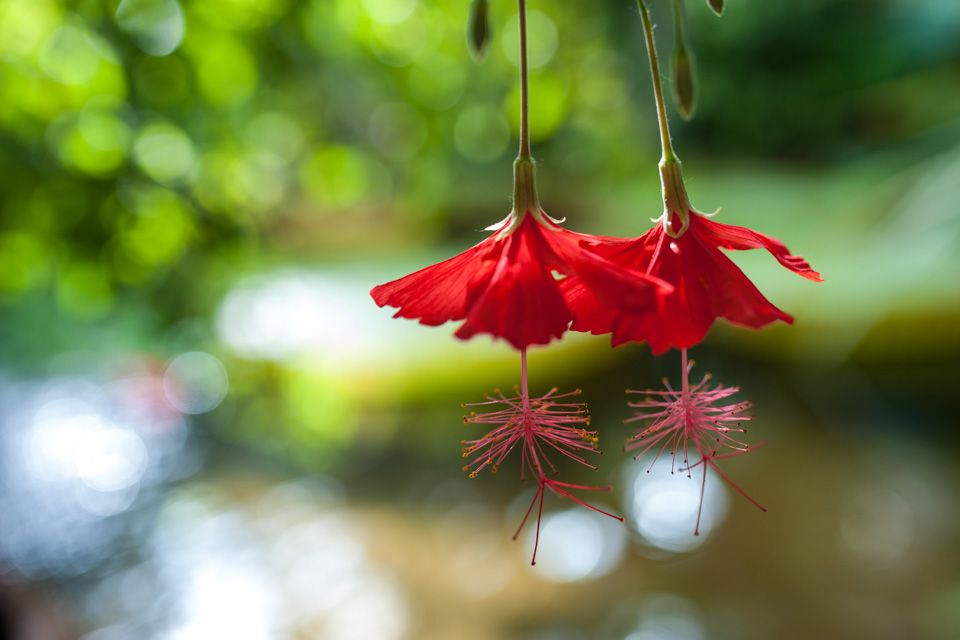 Oppdag sjeldne blomster. Botanisk hage i Oslo