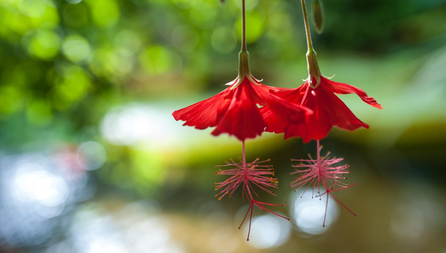 Oppdag sjeldne blomster. Botanisk hage i Oslo