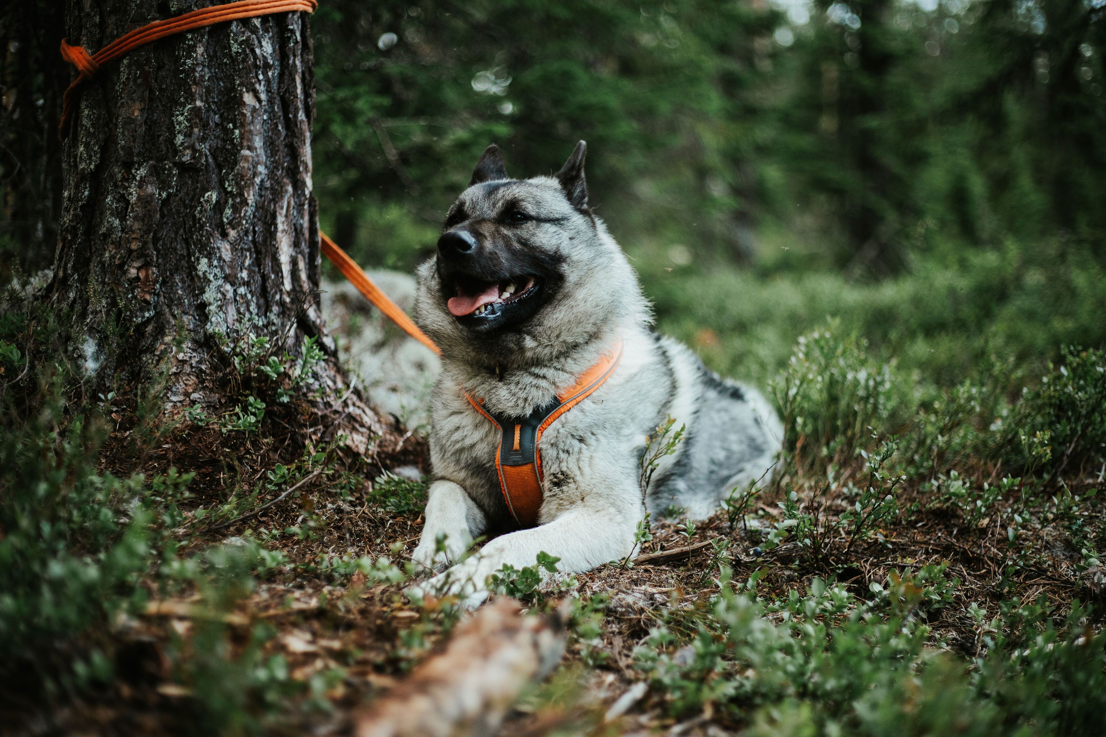 Elgsafari med guide og hund i Finnskogen