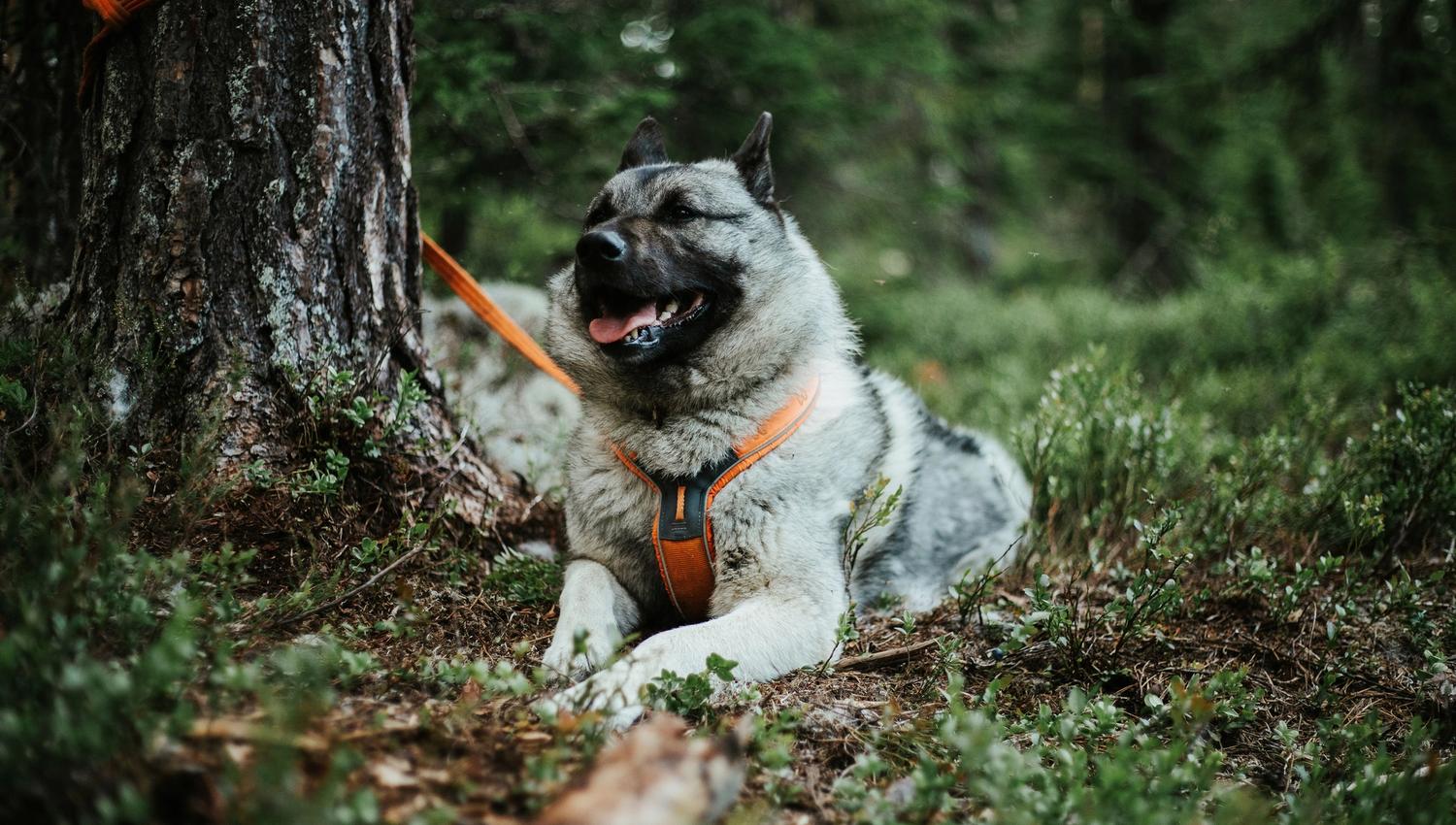 Elgsafari med guide og hund i Finnskogen