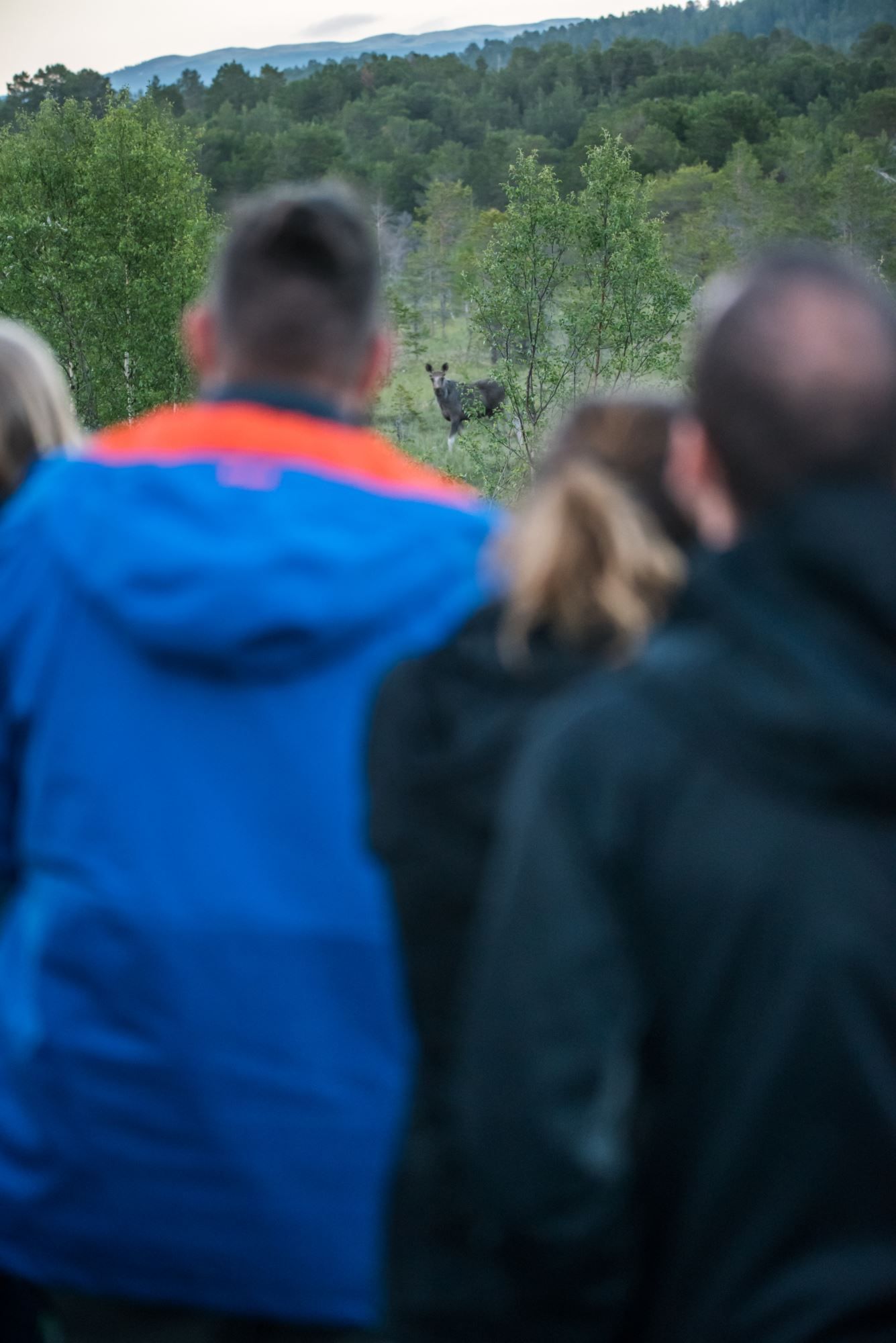 Elgsafari: Møt skogens konge!