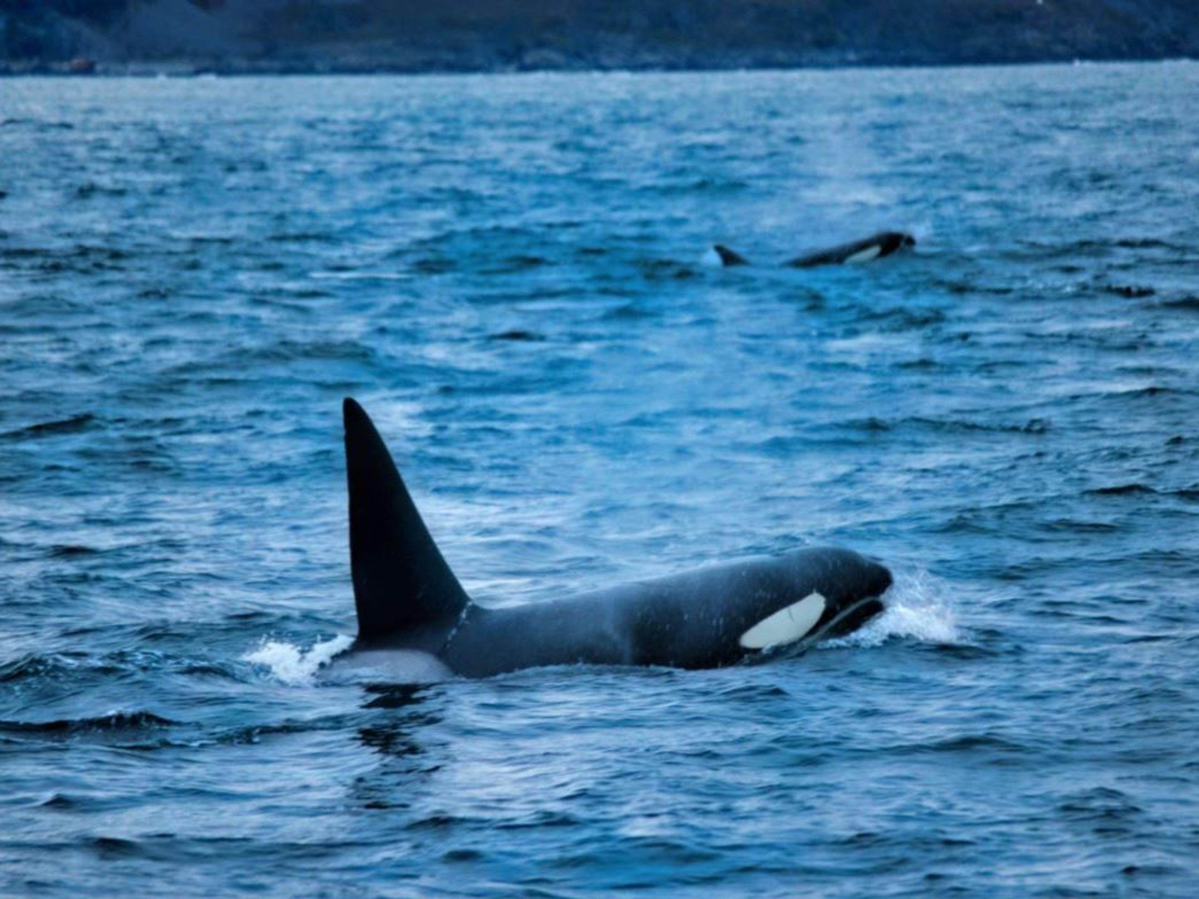 Whale Watching - Fast and comfortable catamaran
