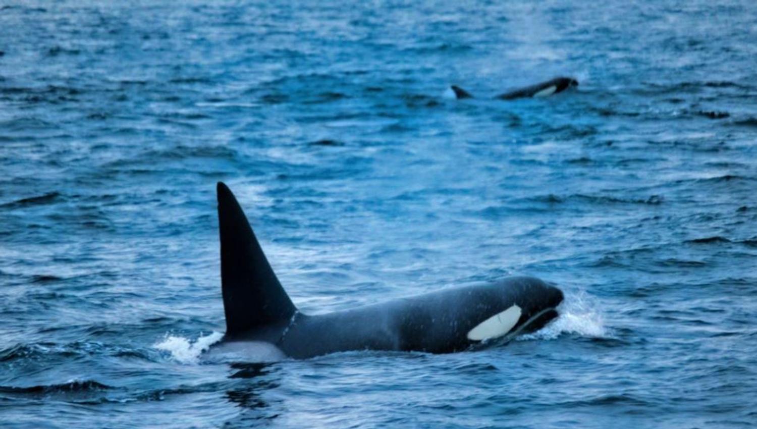 Two whales in the sea