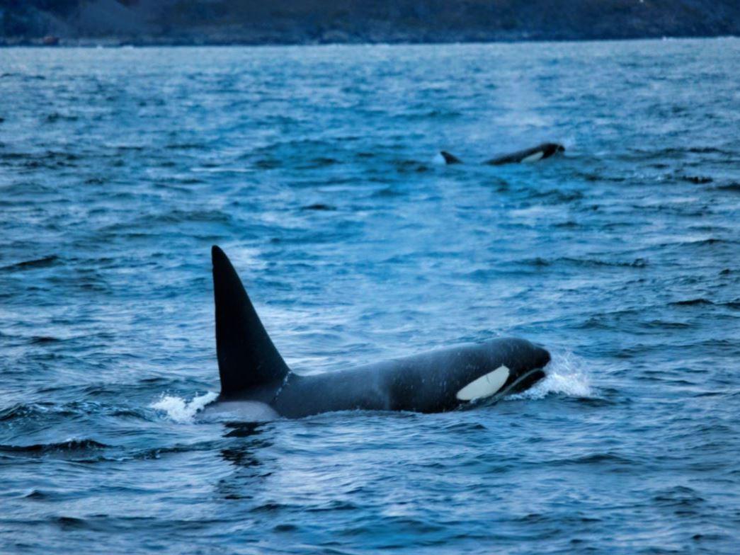 Whale Watching - Fast and comfortable catamaran