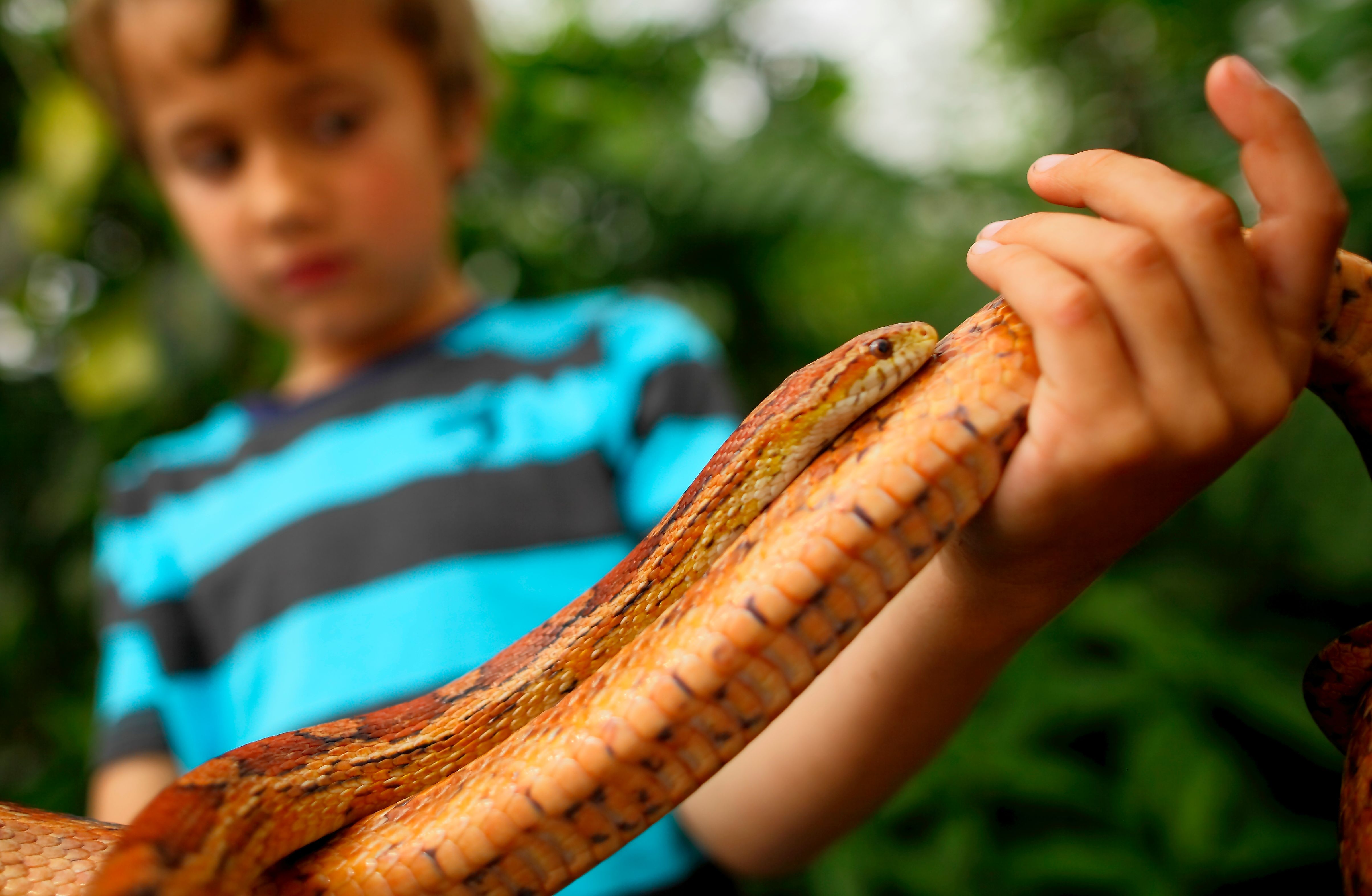 Den Lille Dyrehage slange