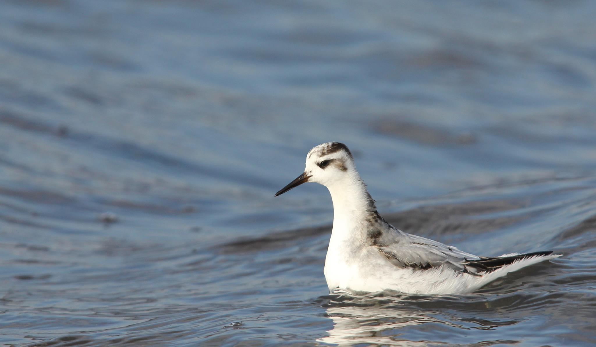 Jomfruland fuglestasjon Polarsvømmesnipe