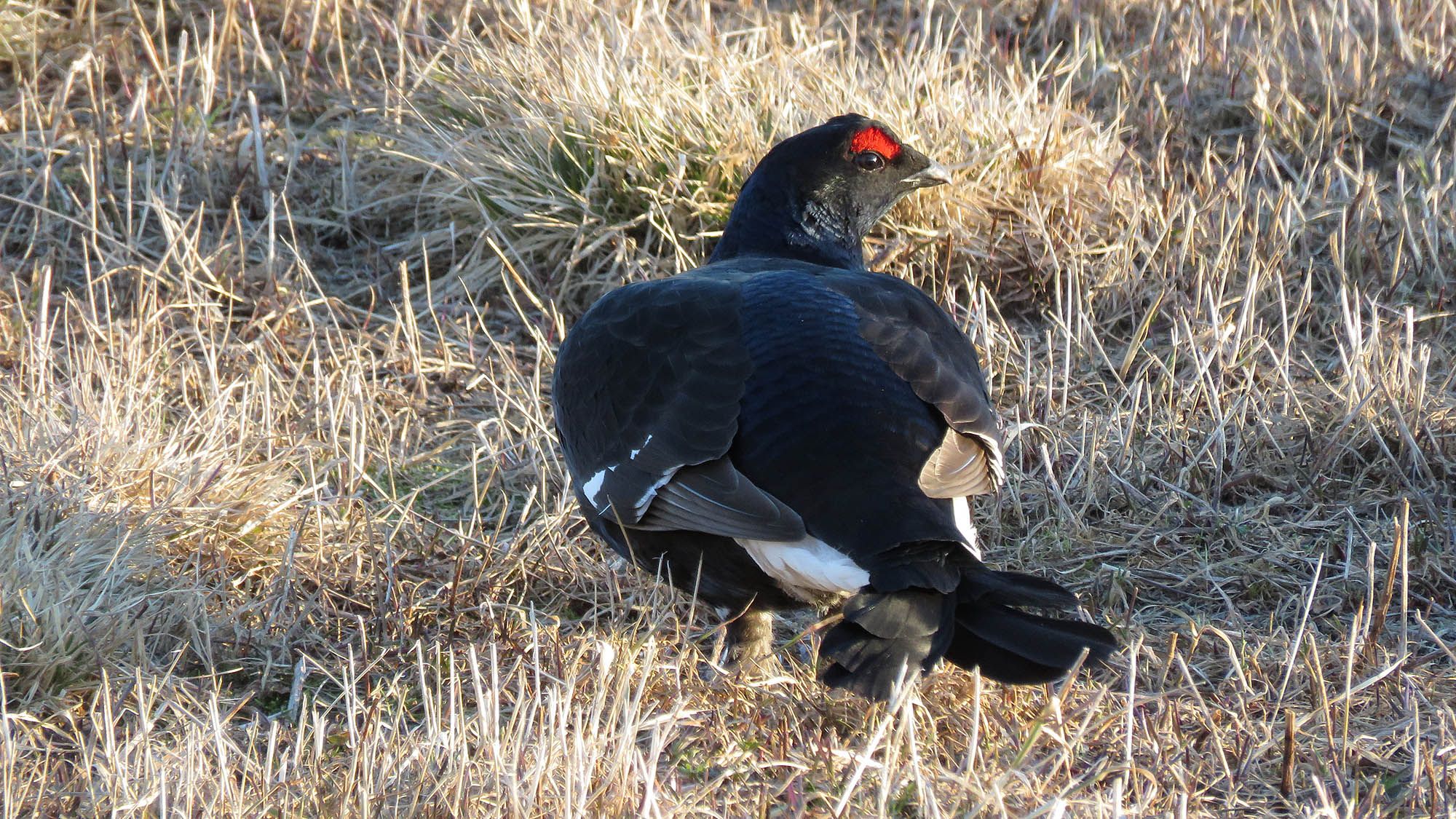 Black grouse male in evening sunlight