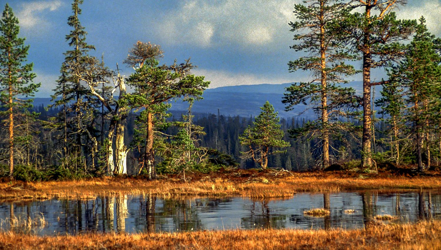 Skjækra Mountain by Lake Andreastjønna