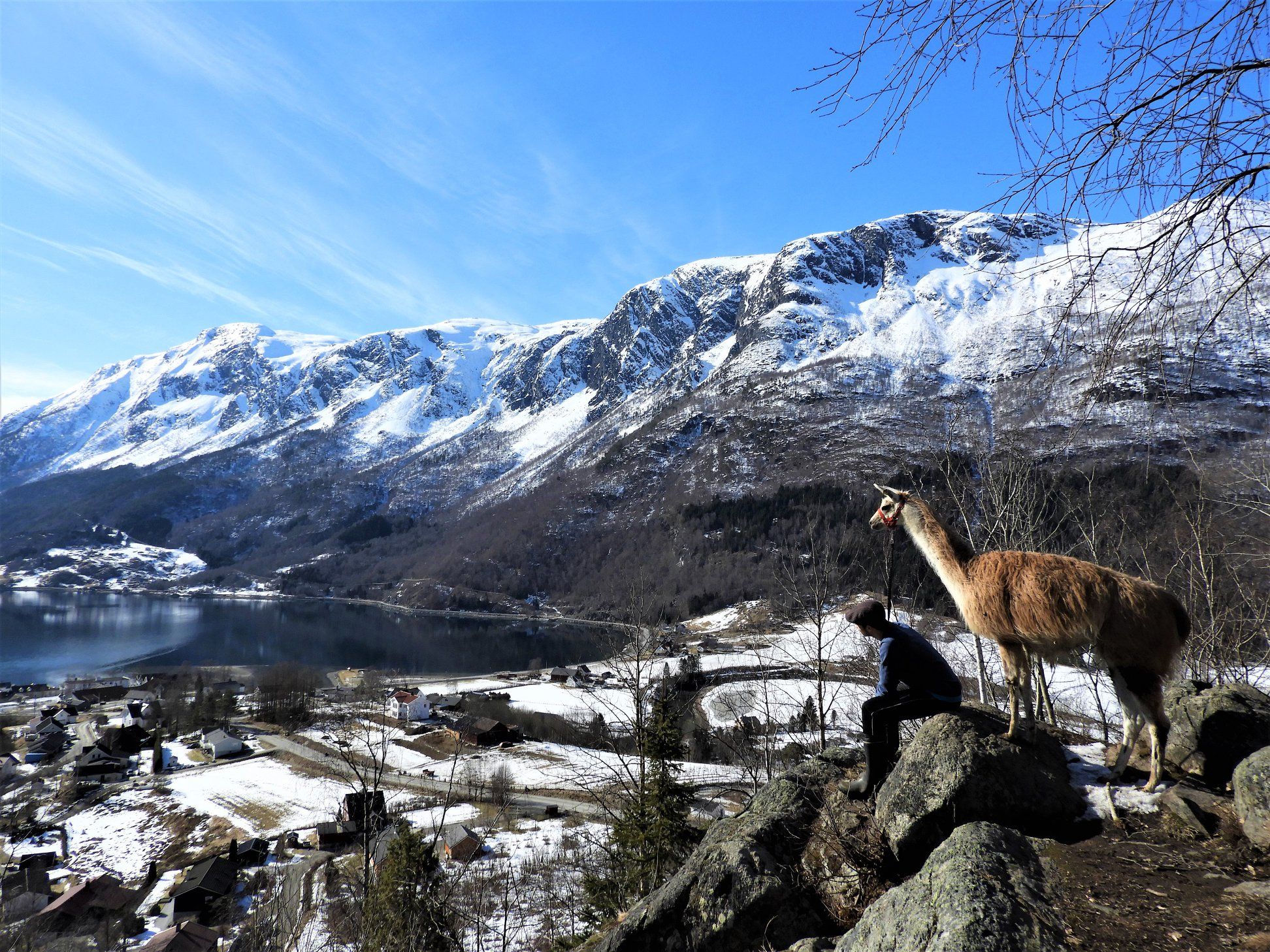 Skjolden Llamas