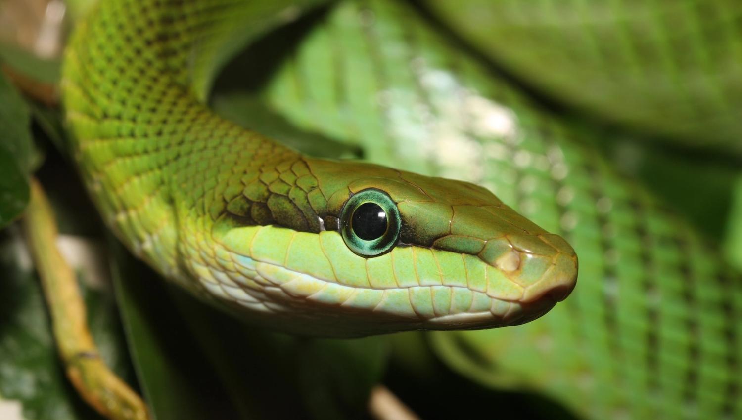 Snakes.