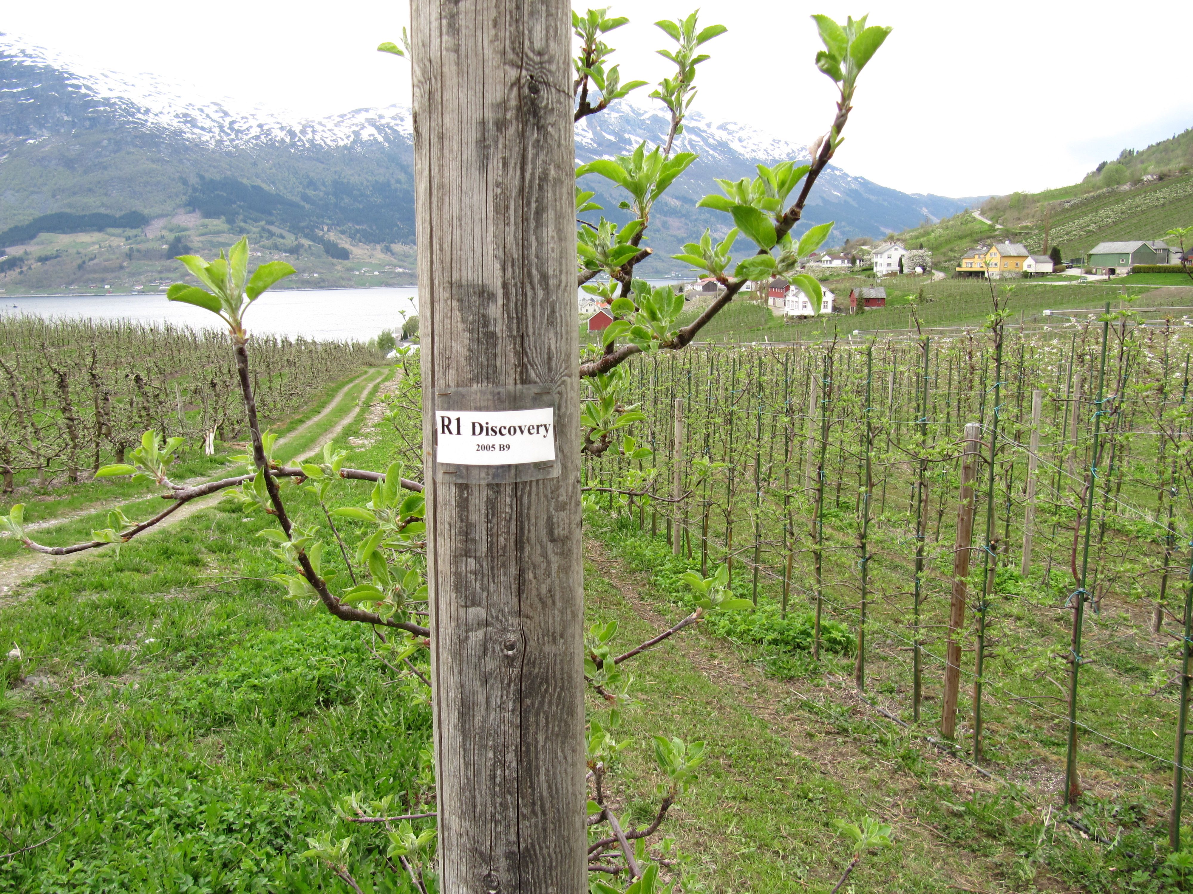 Eplehage langs Fruktstien i Hardanger med eplesorten Discovery og fjordutsikt.