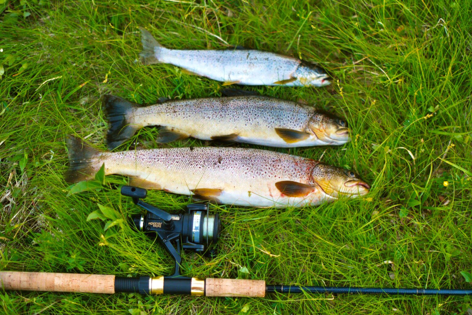 snåsa fiske blåfjellvatnet snåsa fjellstyre PS