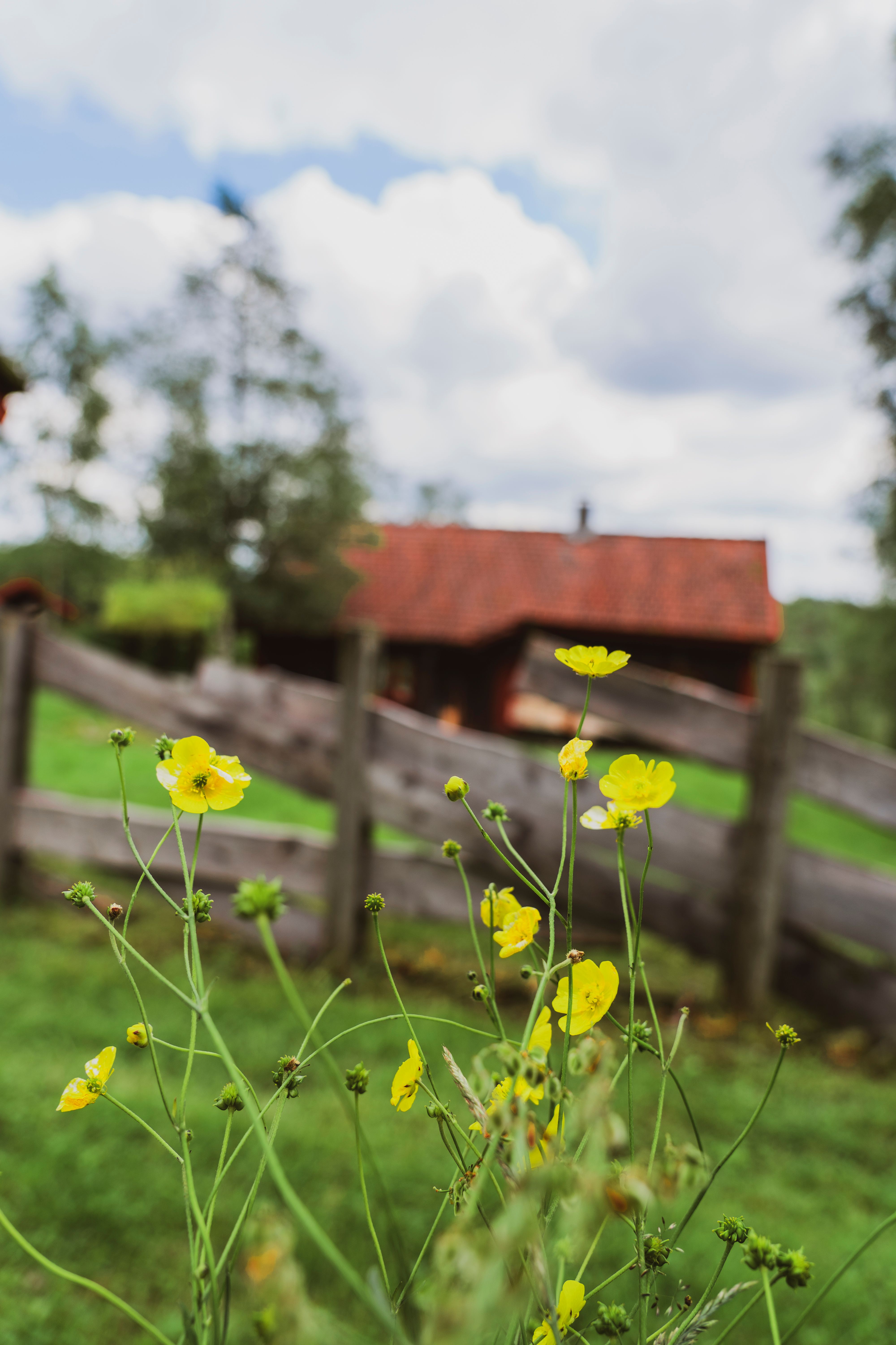 Høgetveits Naturcamp, nærbilde av knallgule smørblomster, med blurry bakgrunn av brunt tregjerde med hytte bak der igjen