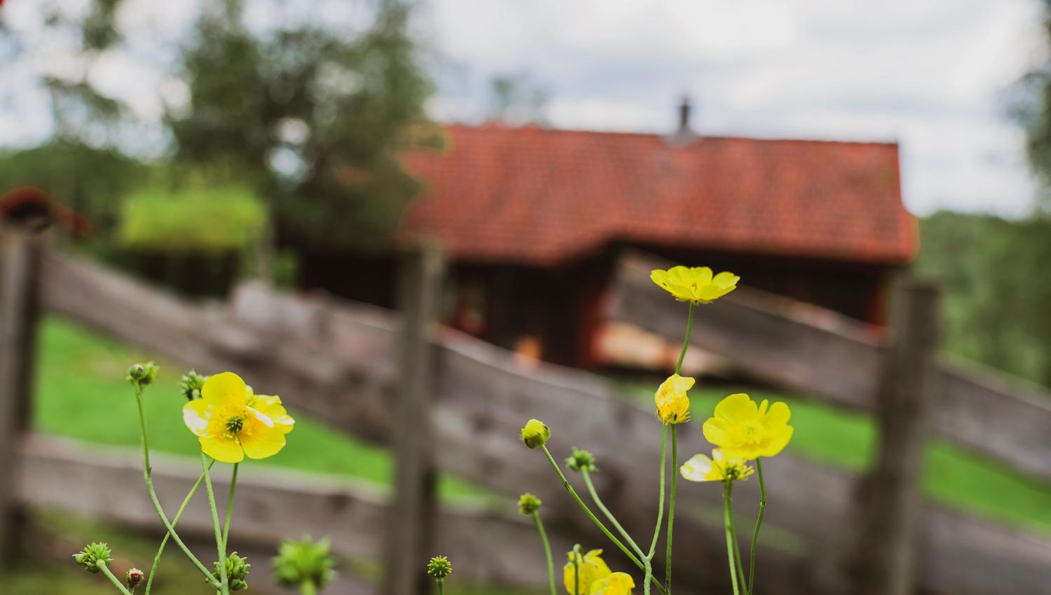 Høgetveits Naturcamp, nærbilde av knallgule smørblomster, med blurry bakgrunn av brunt tregjerde med hytte bak der igjen
