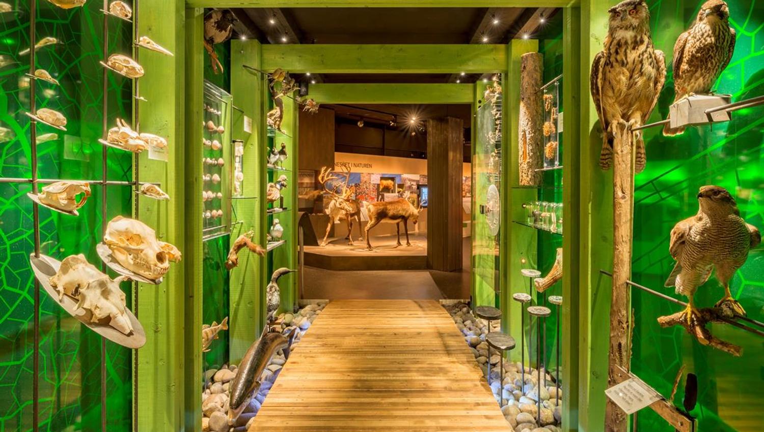 Anno Norsk skogmuseum fugler
