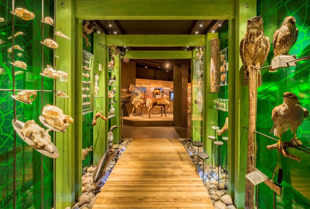 Anno Norsk skogmuseum fugler