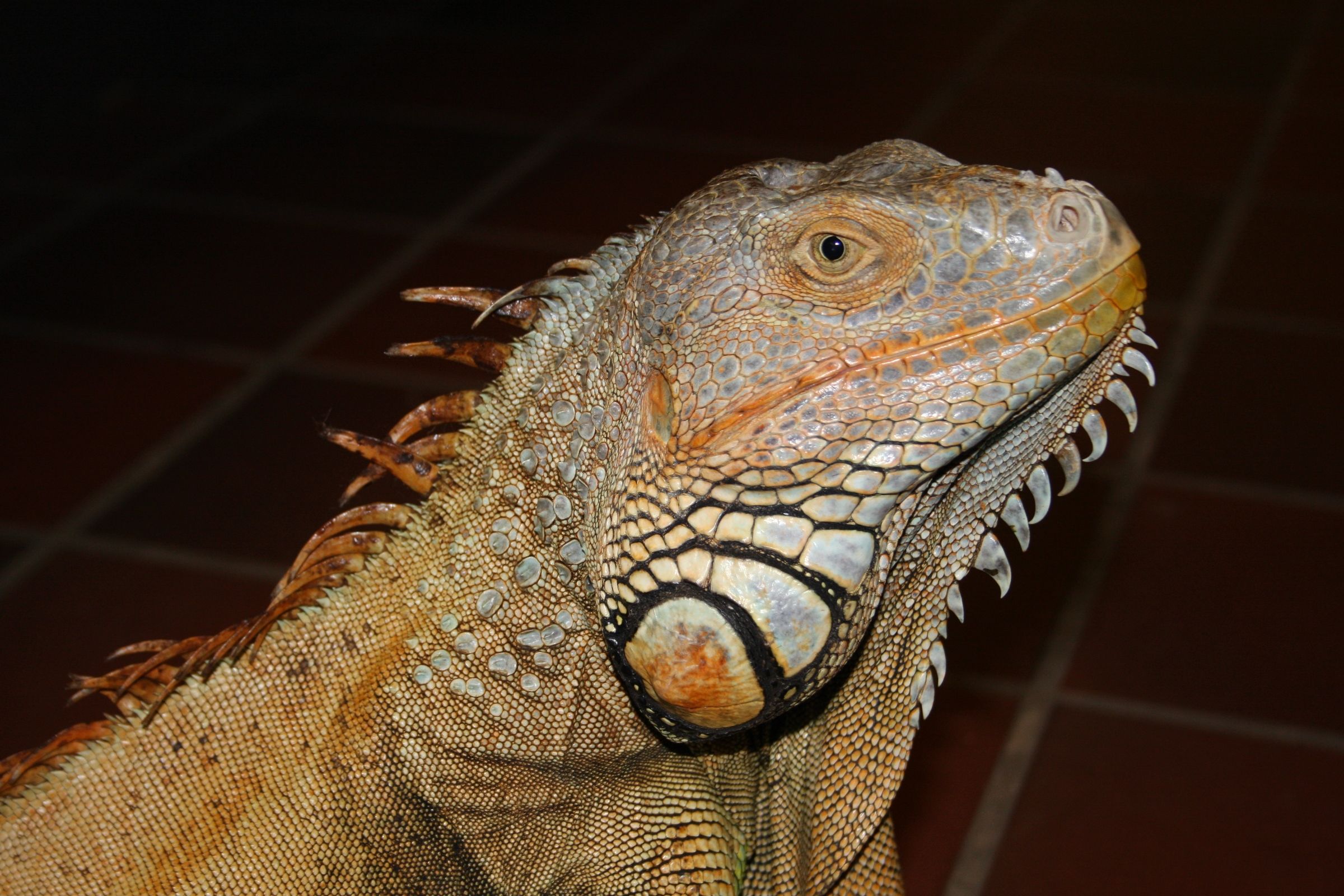 iguana