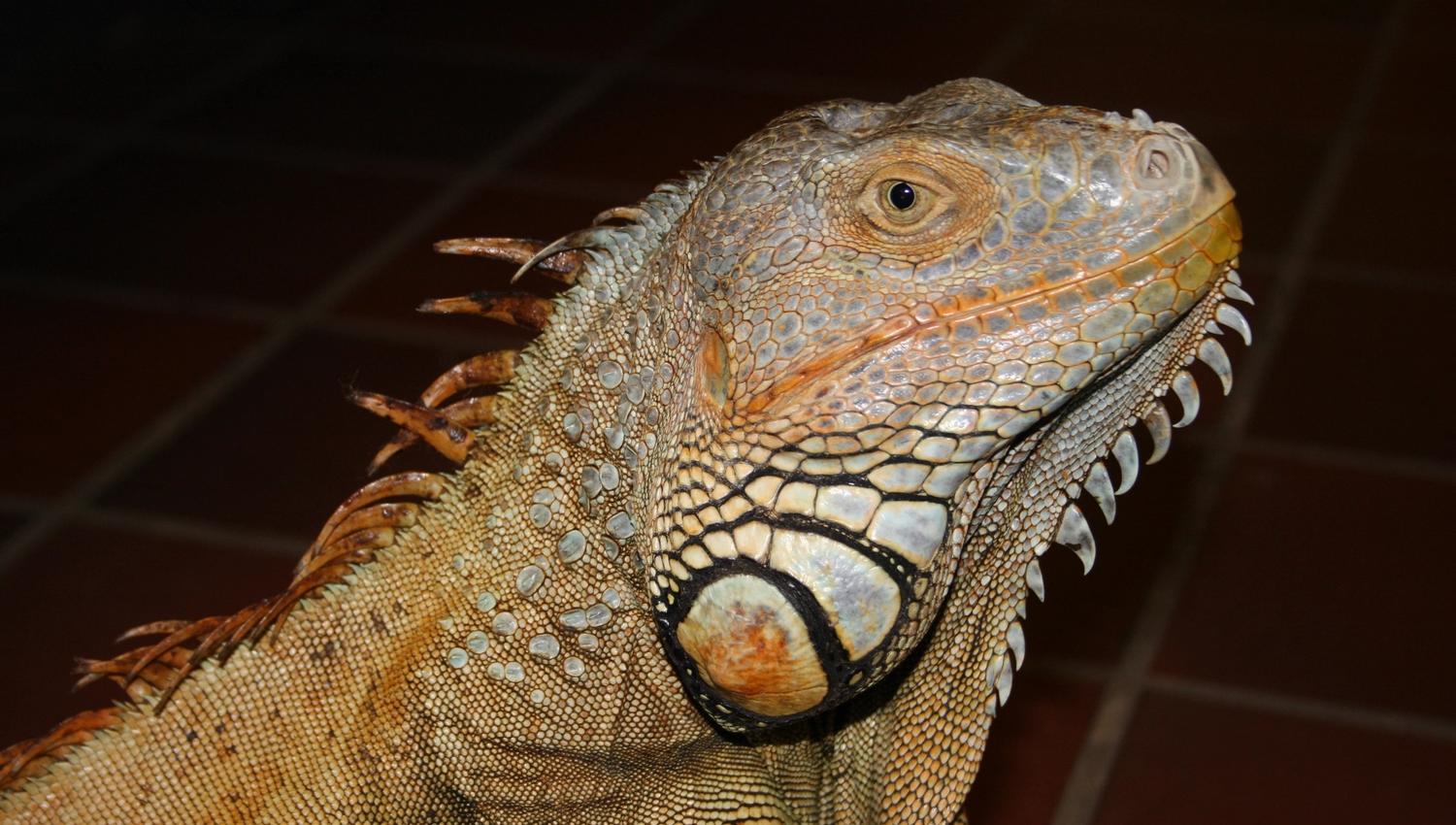 iguana